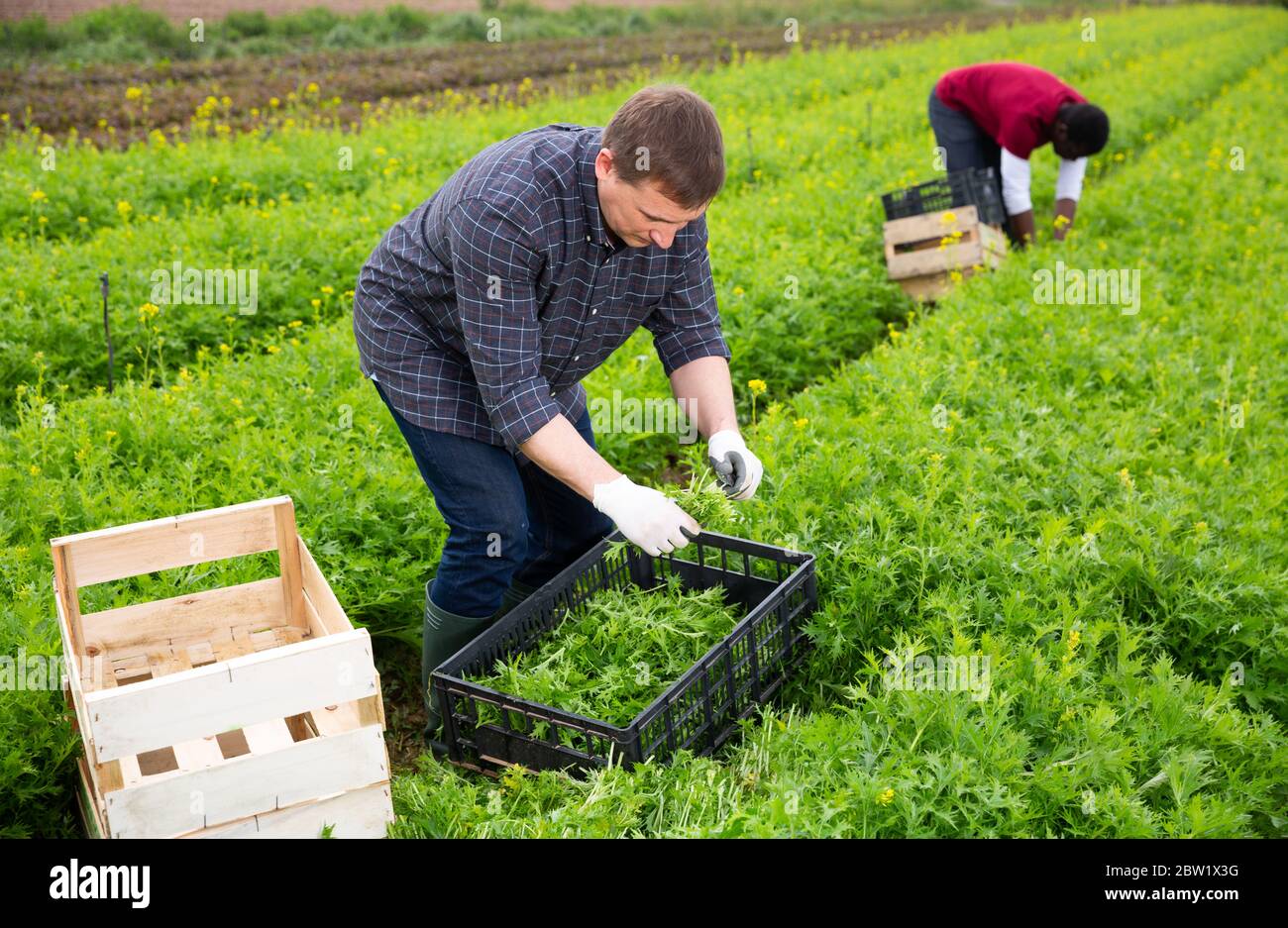 Travailleur confiant récolte de mizuna vert (Brassica rapa nipposinica laciniata) dans le jardin Banque D'Images