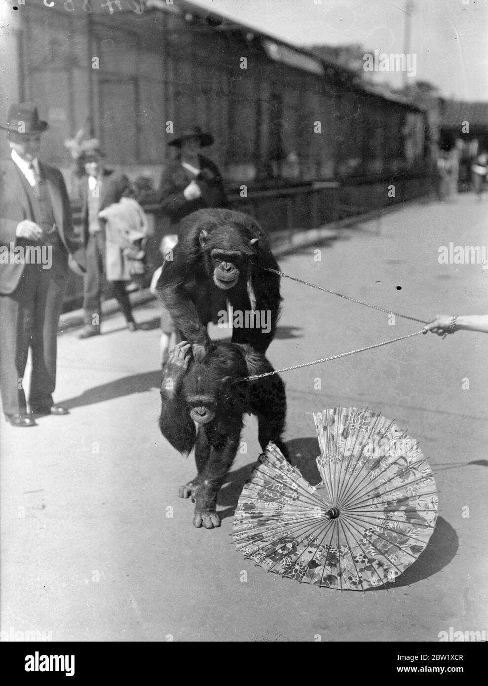 Zoo de chimp décider de la position d'un parasol! Le temps chaud a donné lieu à un argument au zoo de Londres entre Peter et Jackie, les chimpanzés. Jackie a réussi à emprunter un parasol et Peter a insisté pour le partager. En fin de compte, c'est le parasol qui a eu le pire de lui! Photos : le parasol commence à montrer des signes d'usure sous l'assaut de Jackie (à gauche) et de Peter. 25 mai 1937 Banque D'Images