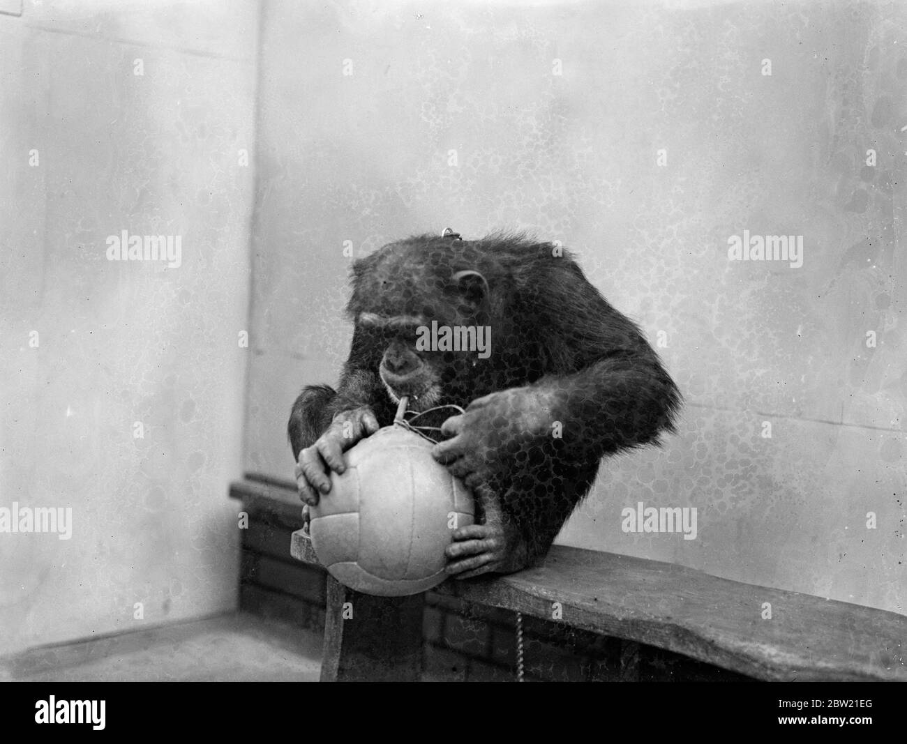La saison de football a été officiellement inaugurée au zoo de Londres, où Peter, le chimpanzé, le fondateur du football dans le coin des animaux. Peter donne un cours sur les tactiques. Peter le chimpanzé gonfle le football. 17 août 1937 Banque D'Images