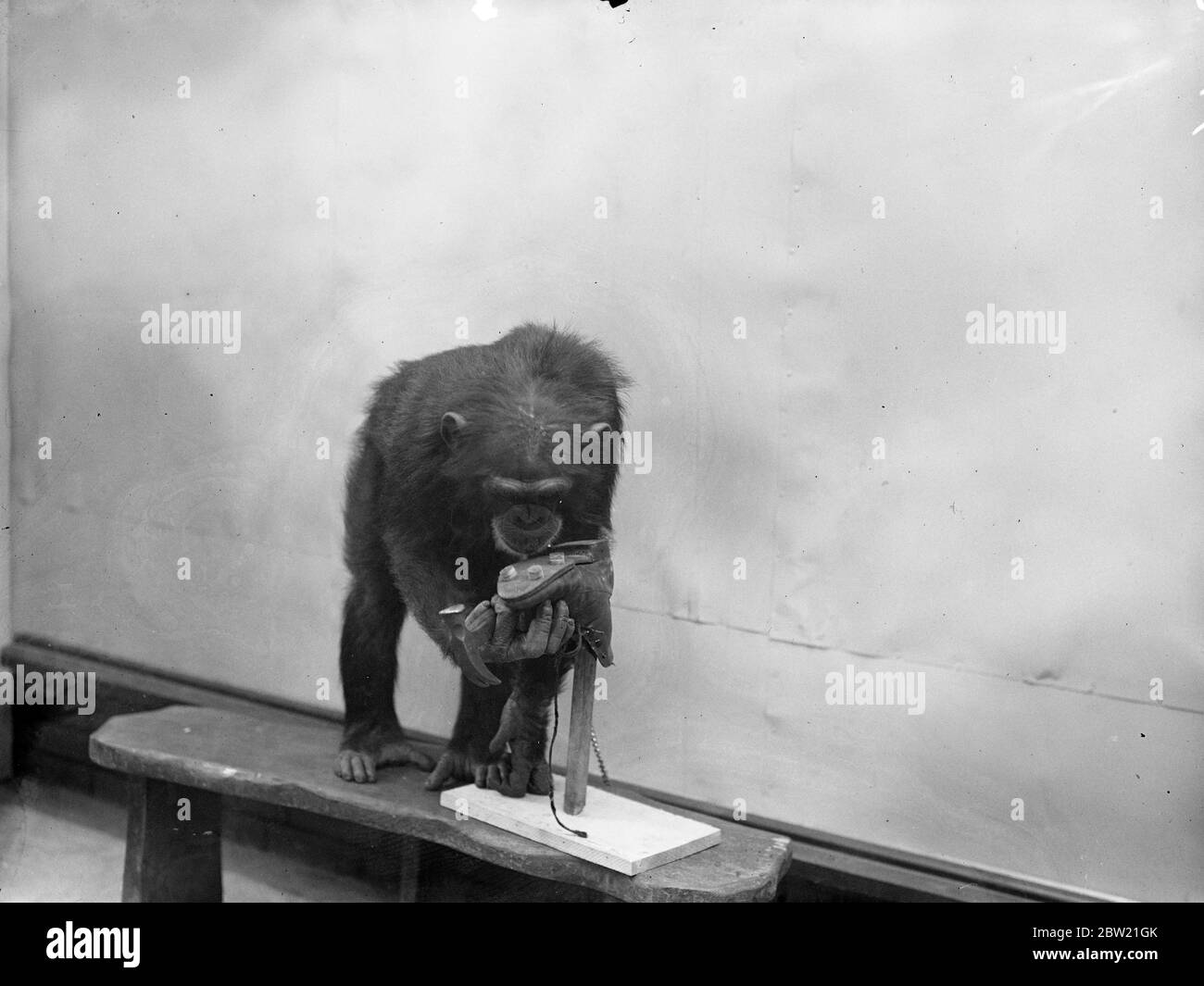 La saison de football a été officiellement inaugurée au zoo de Londres, où Peter, le chimpanzé, le fondateur du football dans le coin des animaux. 17 août 1937 Banque D'Images