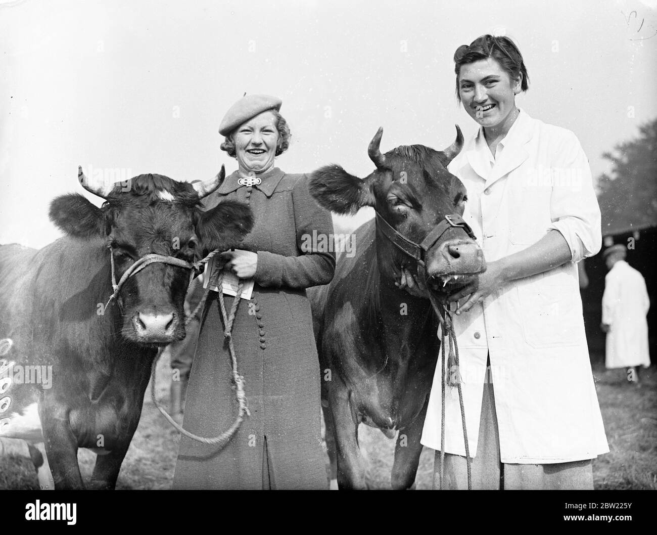 Mlle O. Halfacire (à droite) avec un veau qui a remporté le premier prix de la classe Heifer for Dairy du spectacle annuel de la Royal East Berkshire Agricultural Association à Maidenhead. À gauche, Mlle G. Hamilton et son deuxième prix. 23 septembre 1937 Banque D'Images