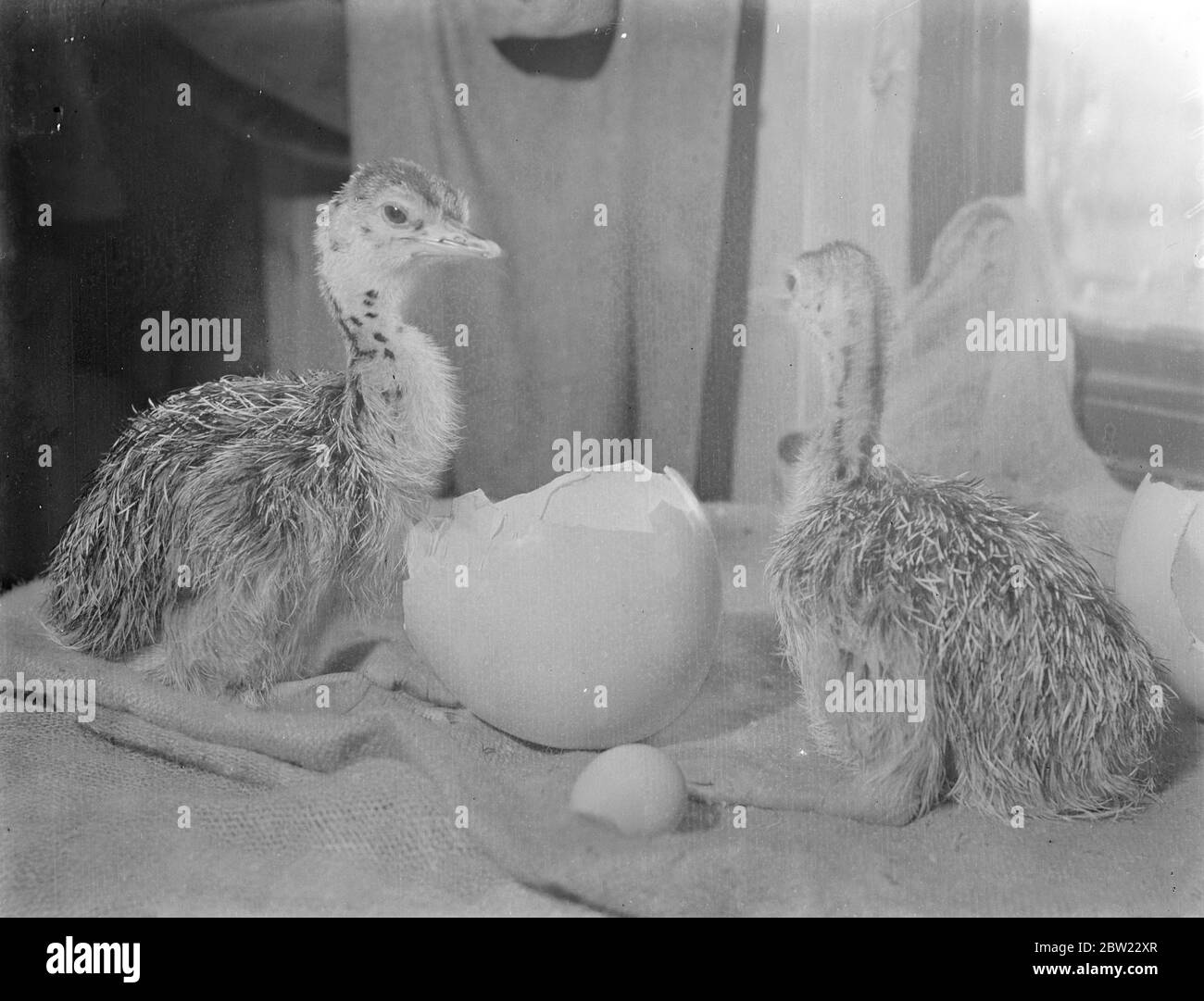 Les poussins d'autruche nouvellement éclos avec les oeufs d'où ils ont émergé. Deux poussins d'autruche, considérés comme les premiers à avoir jamais été élevés au pays, ont été éclos au zoo de Whipsnade dans un incubateur spécialement construit, qui a un plumage brun et gris avec des yeux rayés à côté et de grands yeux se tiennent à environ un pied haut, ils sont la progéniture d'un Sud Autruche africaine. 2 octobre 1937. Banque D'Images