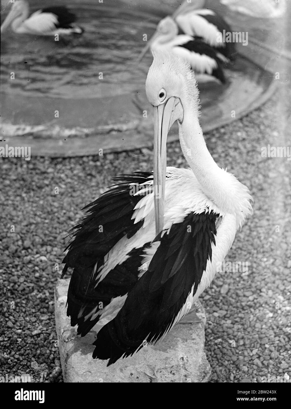 Un pélican au zoo de Londres fait des travaux de recherche parmi son plumage avec une taille démesurée la facture. 7 octobre 1938 Banque D'Images