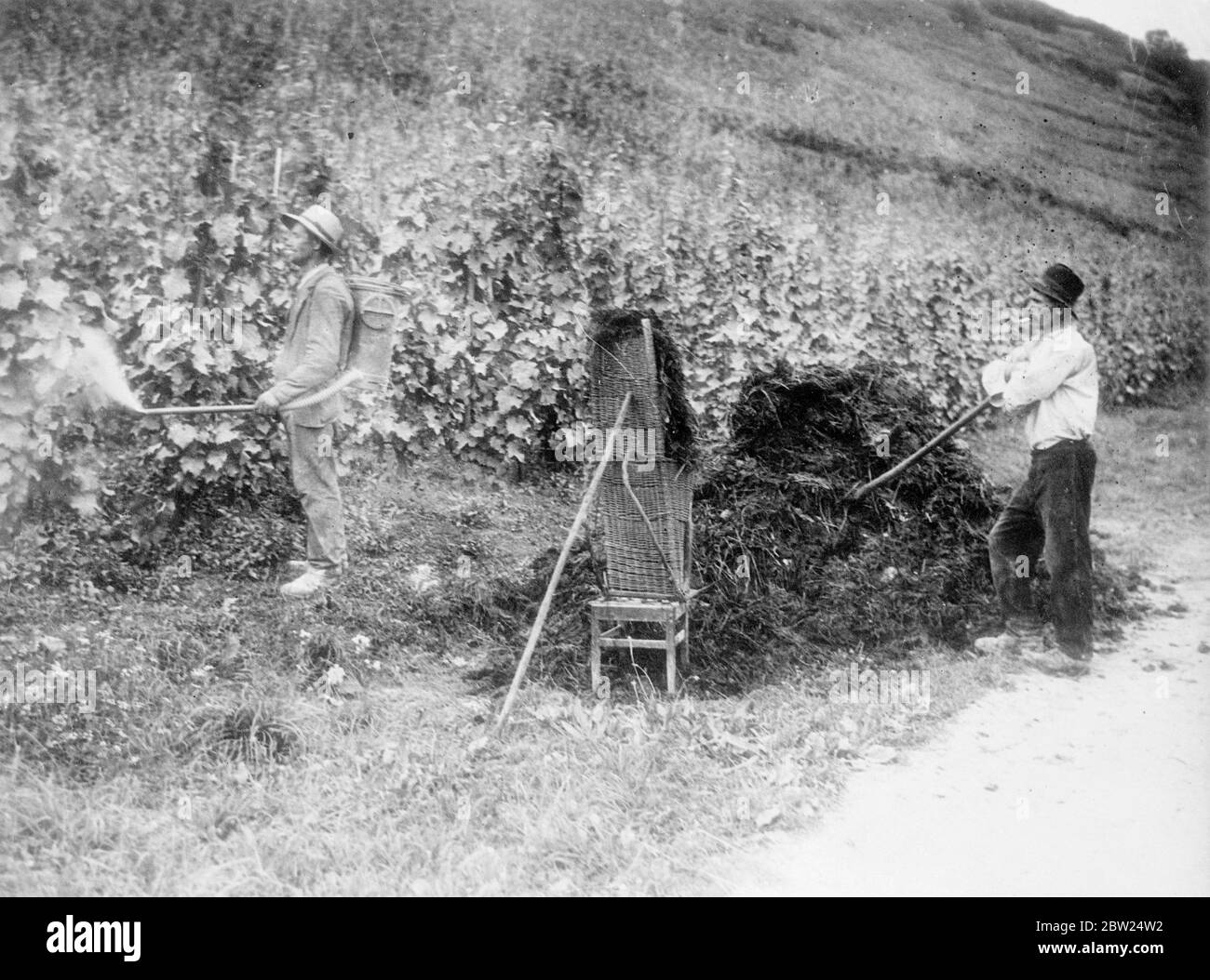 Travailleurs du vignoble sur les rives de la Moselle, Luxembourg. Septembre 1938 Banque D'Images