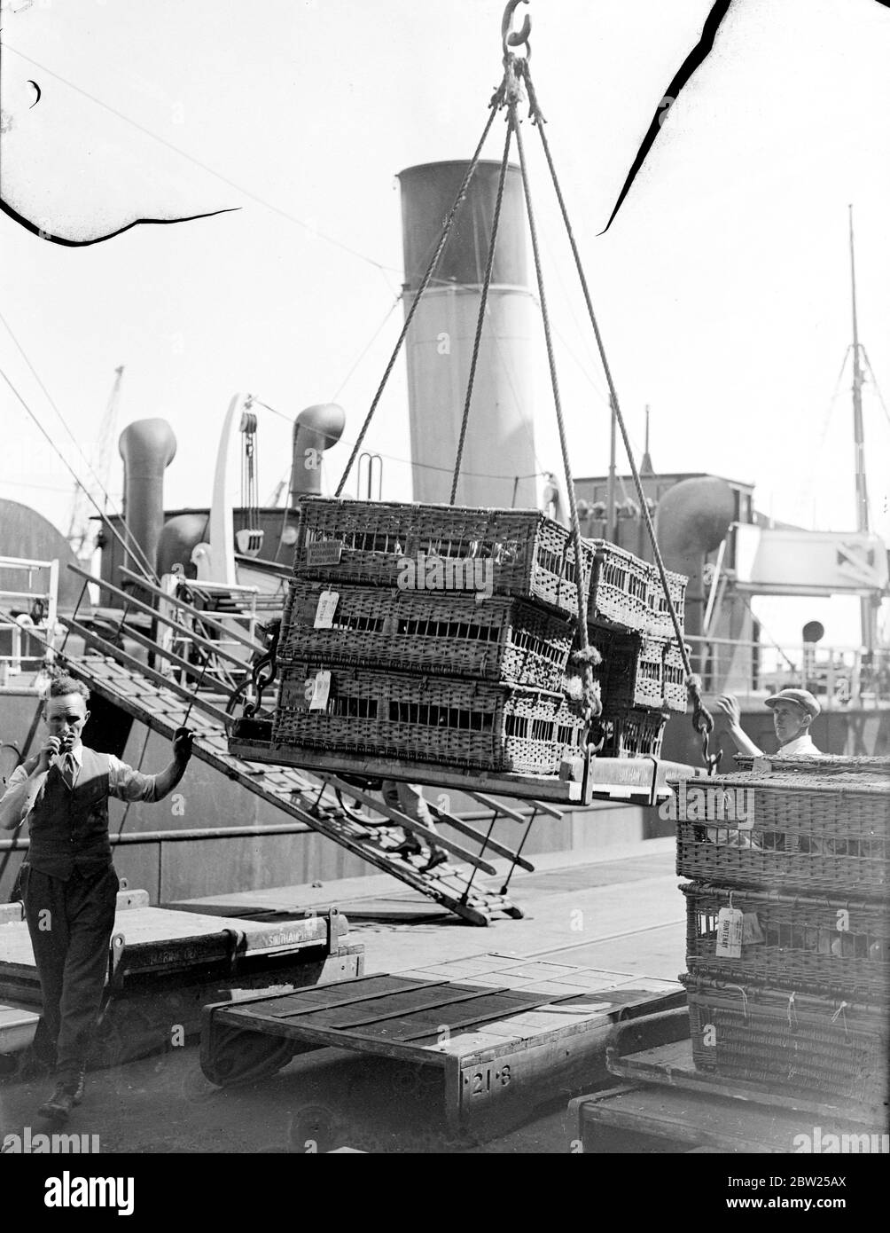 Deux steamers sont spécialement conçus pour faire traverser le canal avec des pigeons. Deux bateaux à vapeur du Southern Railway, Minster et Fratton, ont été chargés dans les docks de Southampton avec des paniers de pigeons en route vers St Malo pour le début de la course de championnat de France à Angleterre. Les cuiseurs à vapeur ont été spécialement exécutés pour faire traverser la Manche les pigeons. Photos , les pigeons chargés sur le ministre et Fratton à Southampton. 14 juillet 1939 Banque D'Images