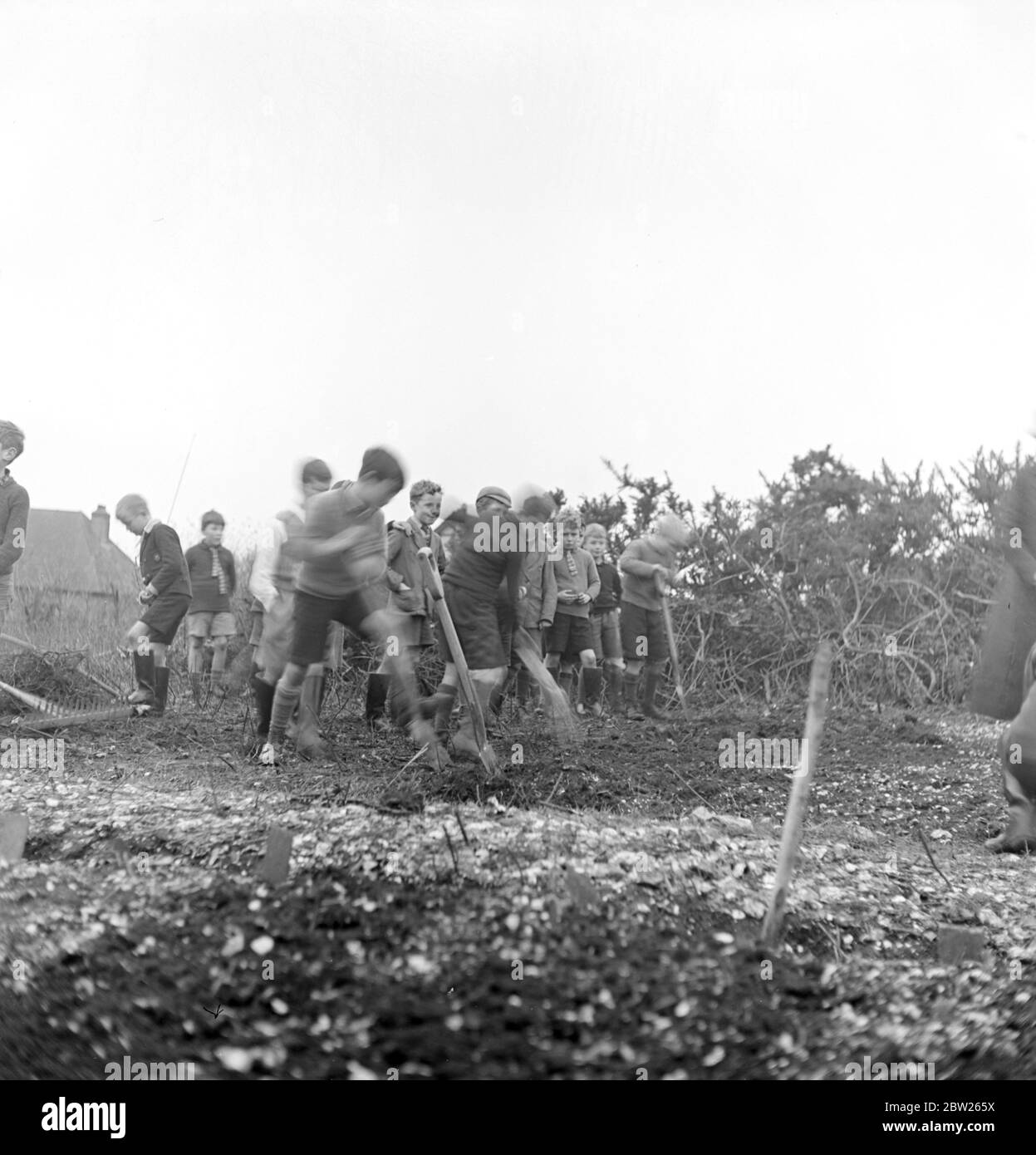 Les enfants de Cockney de la région de Sydenham Road de Croydon poussent dans les fermiers après leur évacuation dans la région de Woodingdean près de Brighton. Creuser, non seulement regarder, mais le travail actif sur la terre avec un but vraiment utile fait de petits agriculteurs hors des enfants, en outre, c'est un travail en plein air sain, et les enfants apprécient. Banque D'Images