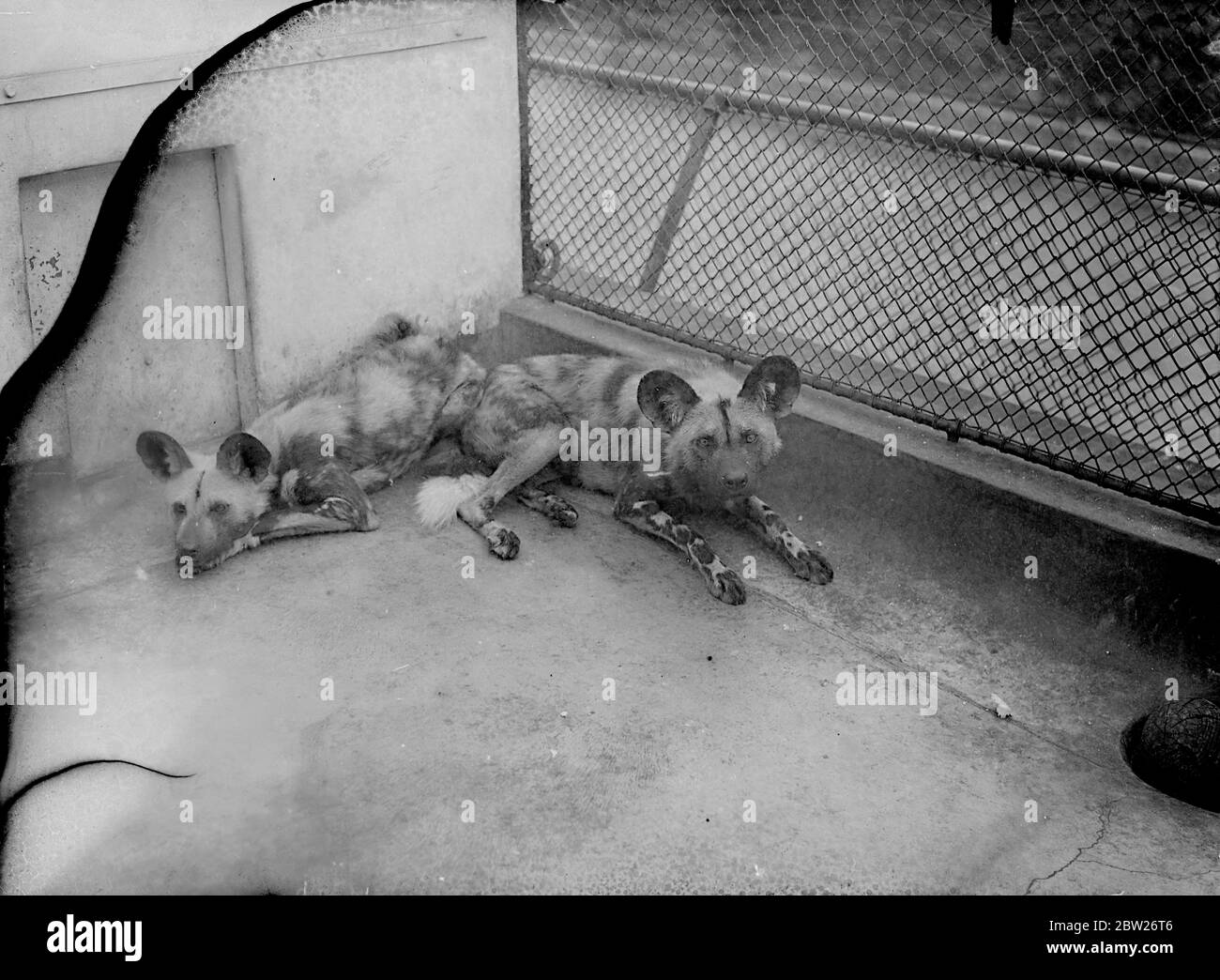 Les chiens de chasse d'Afrique sont de nouveaux venus au zoo. Une paire de chiens de chasse afghans d'Afrique qui viennent d'arriver au zoo de Londres. Ils ont des pattes arrière extrêmement puissantes, et le manteau est tacheté. Les oreilles sont semblables à celles d'un chien d'Alsaation, mais plus larges. 24 juillet 1938 Banque D'Images