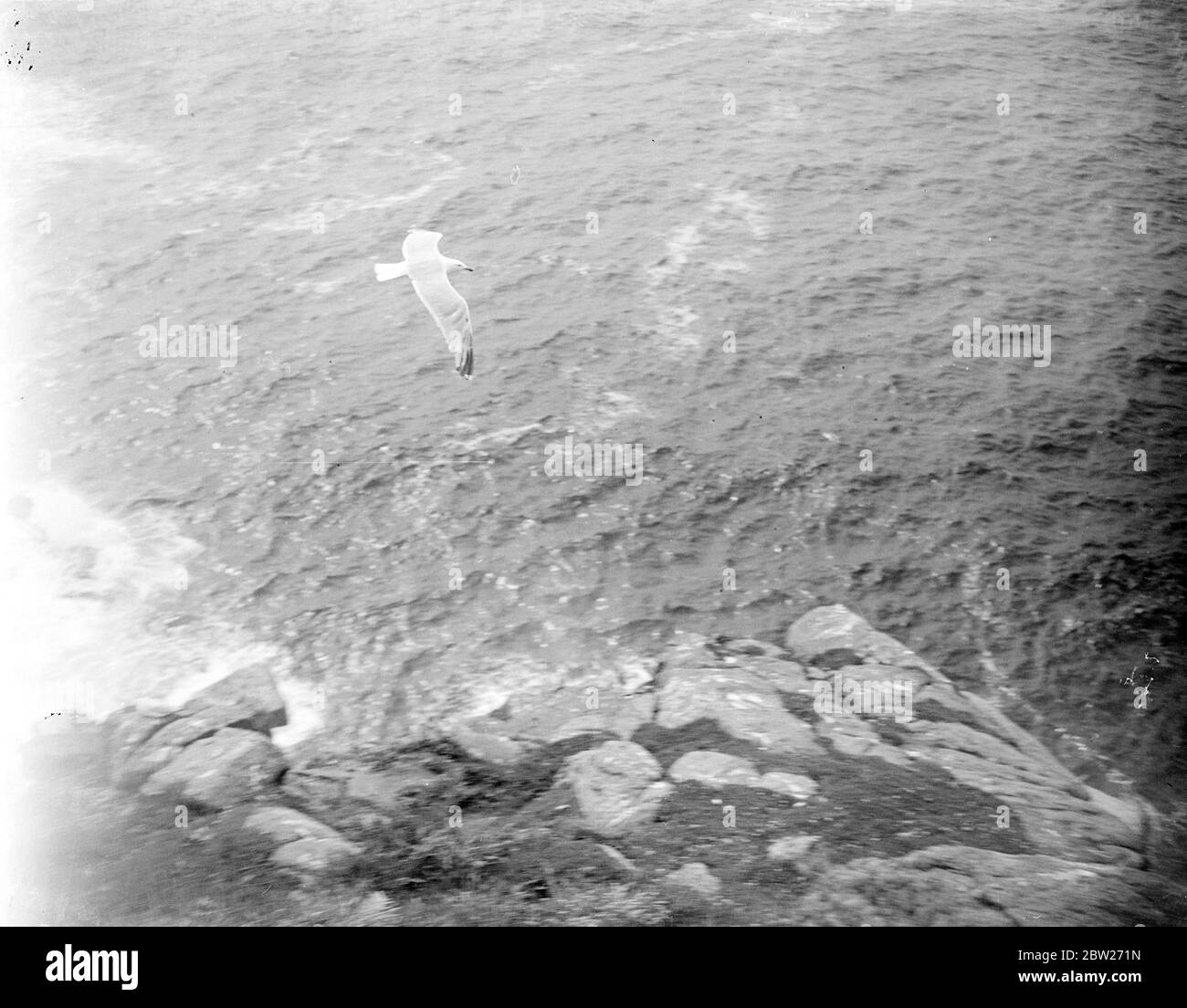 Mouette en vol au-dessus des rochers et de la mer. 1933 Banque D'Images