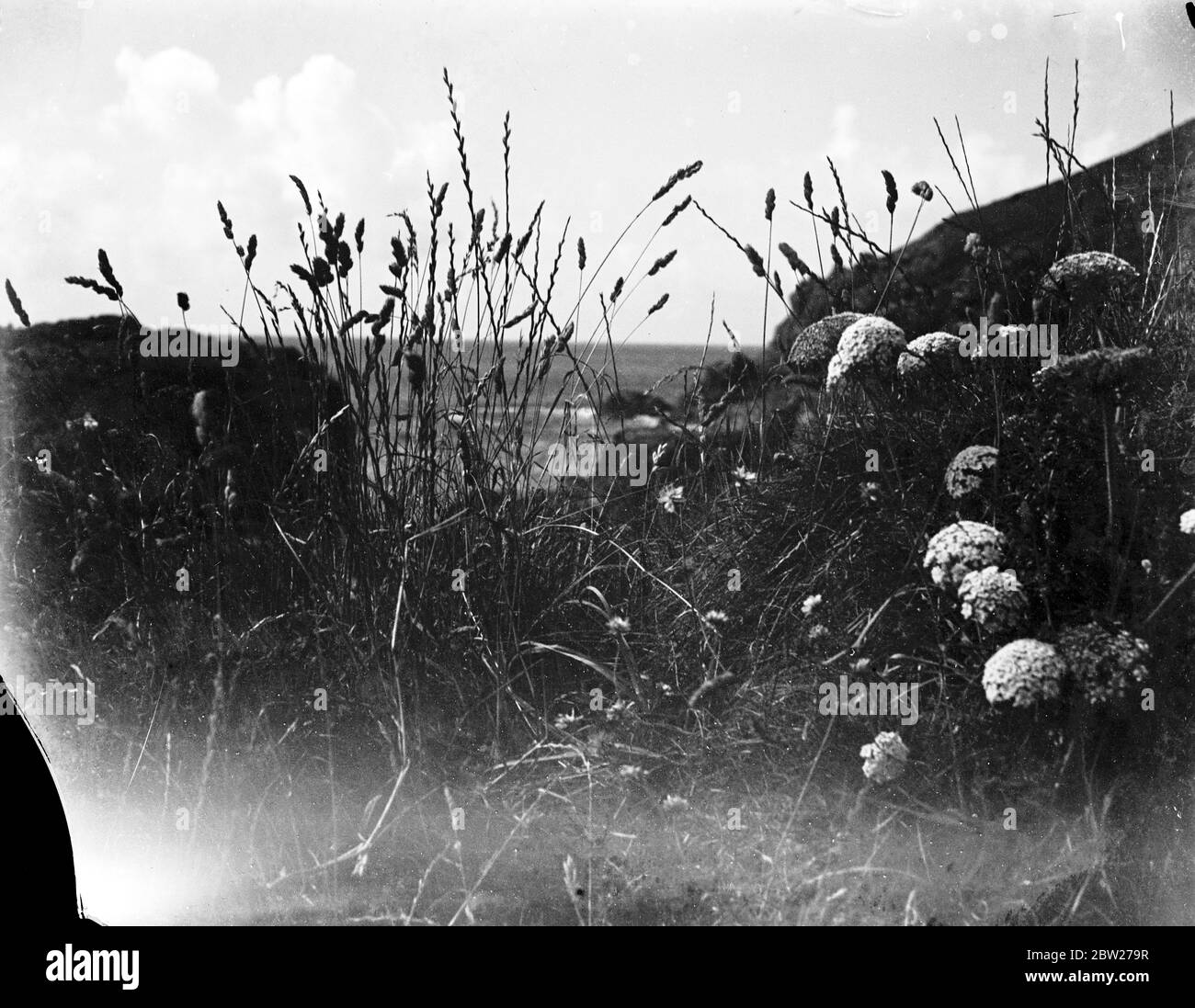 Herbe, fleurs, falaises au bord de la mer 1933 Banque D'Images