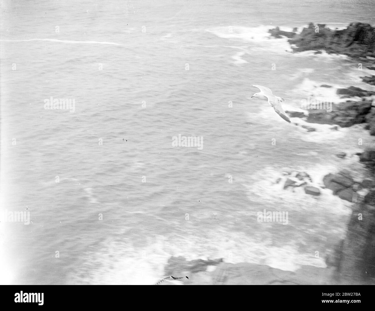 Mouette en vol au-dessus des rochers et de la mer. 1933 Banque D'Images