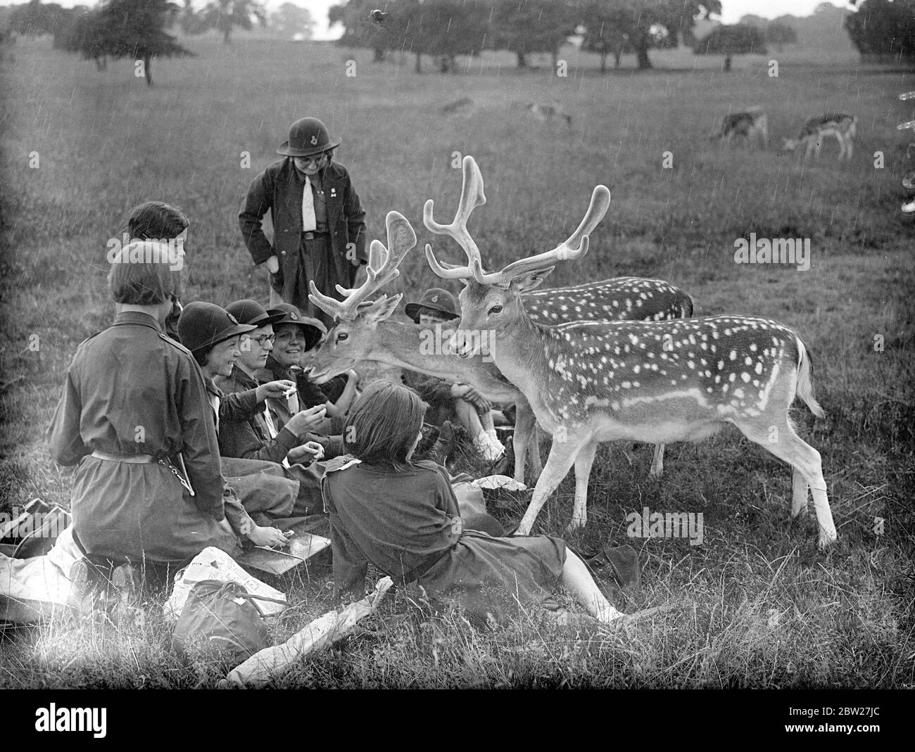 Deer comme des gatécrashers lors d'un pique-nique des Guides à Richmond Park. Le cerf a réussi à égayer la fête malgré la pluie. 10 juillet 1937 Banque D'Images