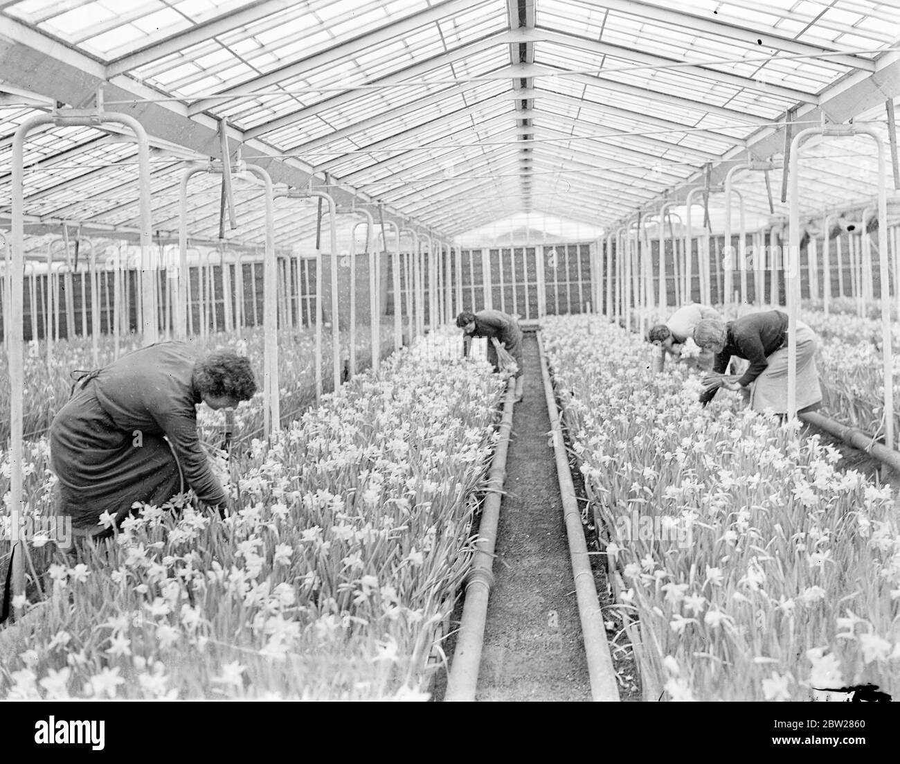 Les jonquilles d'or amènent Londres au début du printemps. Avec le printemps encore loin, des milliers de jonquilles dorées sont déjà rassemblées pour le marché de Londres dans une pépinière d'Uxbridge (Middlesex). Des tulipes de nombreuses couleurs sont également en fleur là. Expositions de photos, jonquilles étant rassemblées sous verre à Uxbridge, Middlesex. 19 janvier 1938 Banque D'Images
