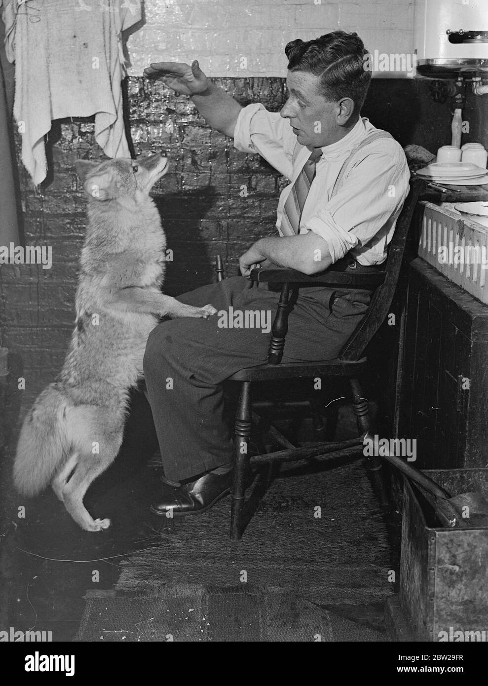 Le gardien du zoo de Londres s'étrinle au loup à la main. D'abord, pendant 10 ans. Sally, un loup de prairie, a été élevé à la main au zoo de Londres par le gardien E Aldridge. Sally est née avec une sœur jumelle en avril dernier et peu d'espoir de survie a été tenu. Leur mère avait perdu de l'intérêt pour eux. Le gardien Aldridge, cependant, a réussi à « faire monter » Sally, et elle est maintenant un animal magnifique, beaucoup plus de temps que la moyenne d'une espèce. Elle reviendra à son coin comme un chien bien formé lorsqu'on lui en dira. Elle est le premier loup de la prairie. Le zoo a été rééquipé avec succès depuis 10 ans. L'autre jumeau était Banque D'Images