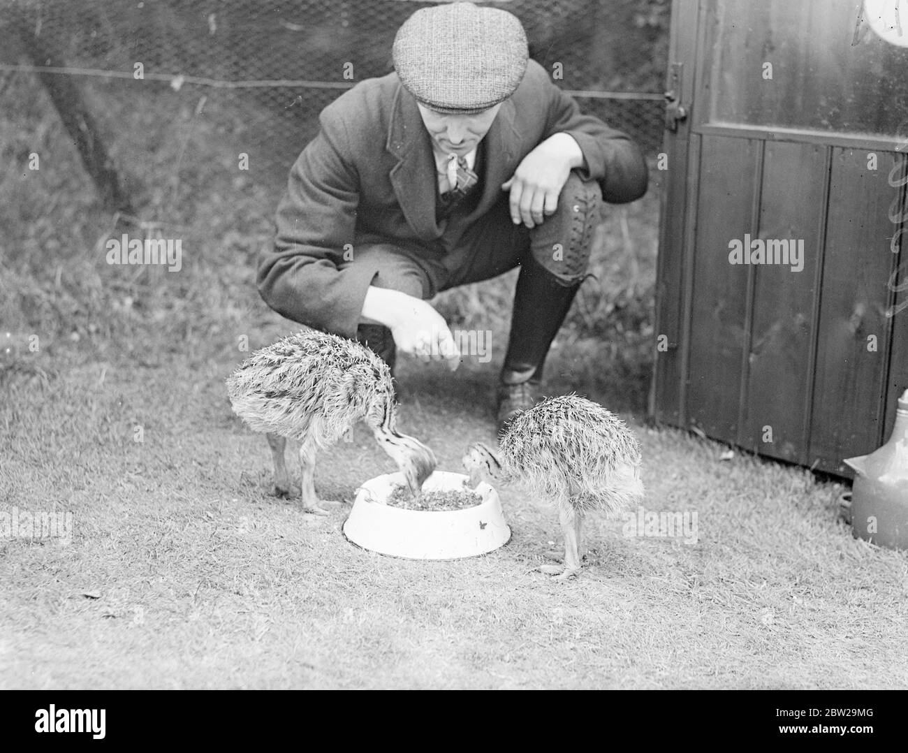 Whipsnade autruche poussins et premier jour à l'ouverture. Les poussins d'autruche de Whipsnade, qui ont été éclos par incubateur et sont les premiers élevés en Angleterre, ont vu le monde extérieur pour la première fois au zoo. Les poussins sont maintenant moi, pour mon vieux. Ils sont la progéniture d'un autruche sud-africain. Des spectacles de photos, les poussins d'autruche qui ont pris un repas lorsqu'ils ont eu leur premier jour en plein air à whipsnade. 15 octobre 1937 Banque D'Images