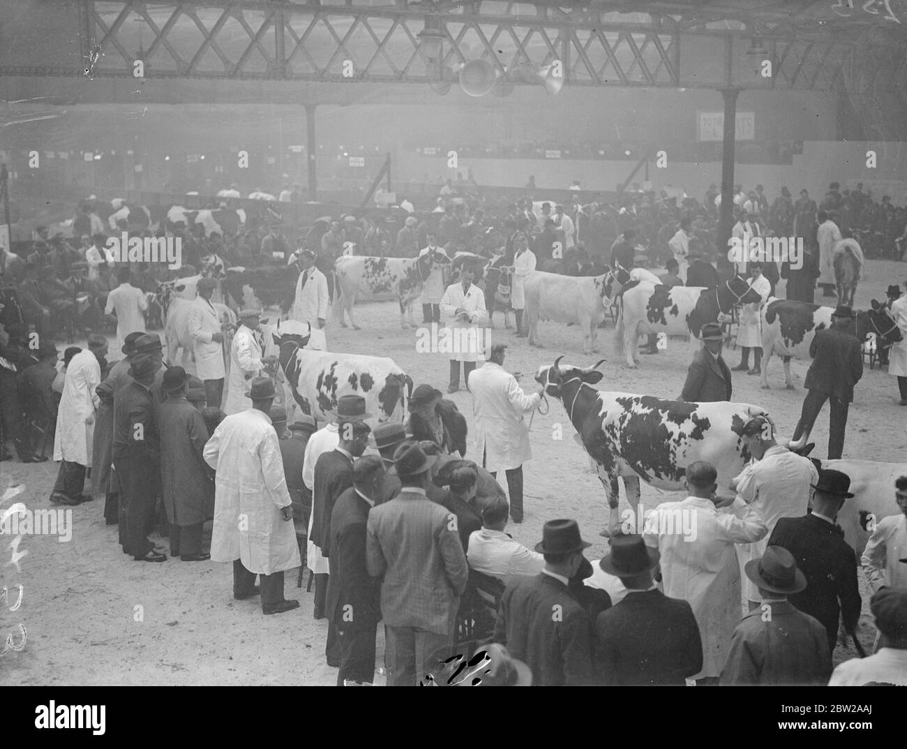 Juger le bétail au salon laitier. Le spectacle laitier de Londres, le 59ème de la série est ouvert au Royal Agricultural Hall, Islington, pendant quatre jours. 19 octobre 1937 Banque D'Images