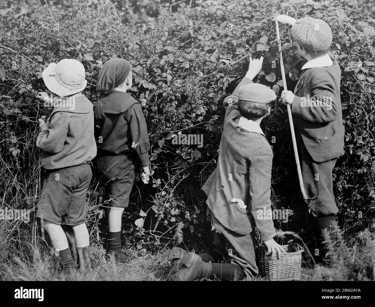 Enfants cueillant des baies noires dans les billes. Banque D'Images