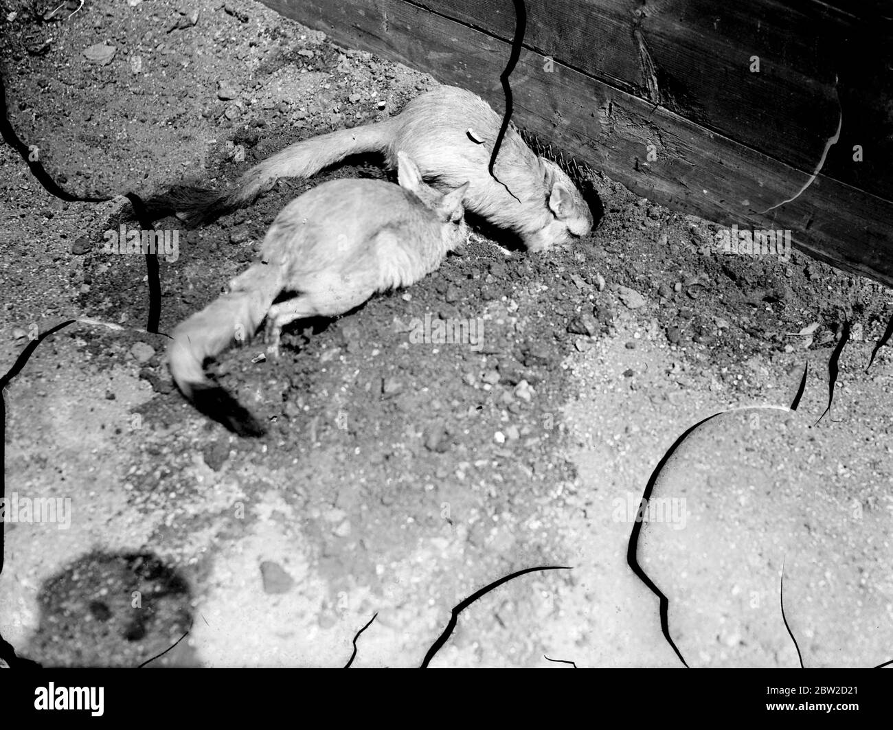 Pour la première fois en 50 ans, le lièvre d'Amérique du Kenya est représenté au zoo de Londres. Cinq des animaux, ils ont la tête du lièvre anglais et le corps et la queue du Valaby, viennent d'être mis en vue après la période de quarantaine qui a suivi leur arrivée du Kenya. L'opinion des nouveaux arrivants sur la vie du zoo ne semble pas particulièrement élevée jusqu'à présent, ils essaient d'emprunter leur chemin hors de l'enceinte. C'est tout le travail en vain, cependant parce que les autorités du zoo ont très soigneusement placé une barrière de filet de fil sous la surface. Photos montre: Deux des lires poursuivant Banque D'Images