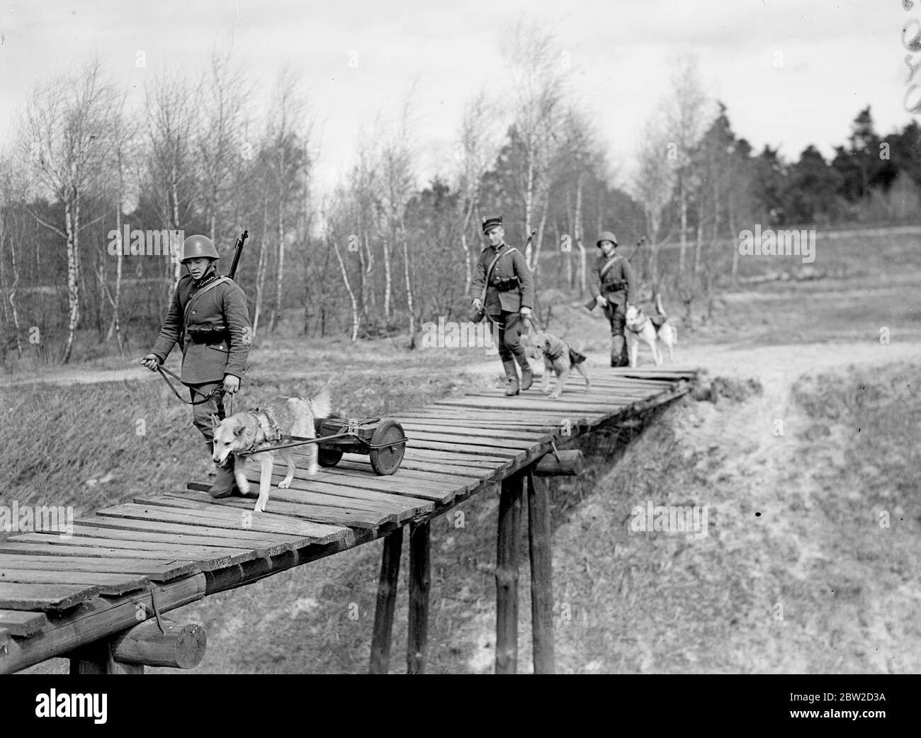 Malgré l'avance de la radio, les chiens sont encore entraînés par l'armée polonaise à jouer leur rôle dans la guerre. Principalement Alsaations et Airedales, les chiens reçoivent une formation de patients pendant plusieurs mois et ensuite envoyés avec les troupes. Attelés à de petits chariots, ils sont appris à porter des munitions et de la nourriture jusqu'aux lignes de front, à se démener avec des messages à travers des barbelés, et à porter des pigeons pour une utilisation dans des zones où même ils ne seraient pas en mesure de pénétrer. La section des signaux utilise également les chiens pour disposer ses fils téléphoniques. Leur tâche la plus dangereuse est peut-être de porter leurs charges vers le haut et d Banque D'Images