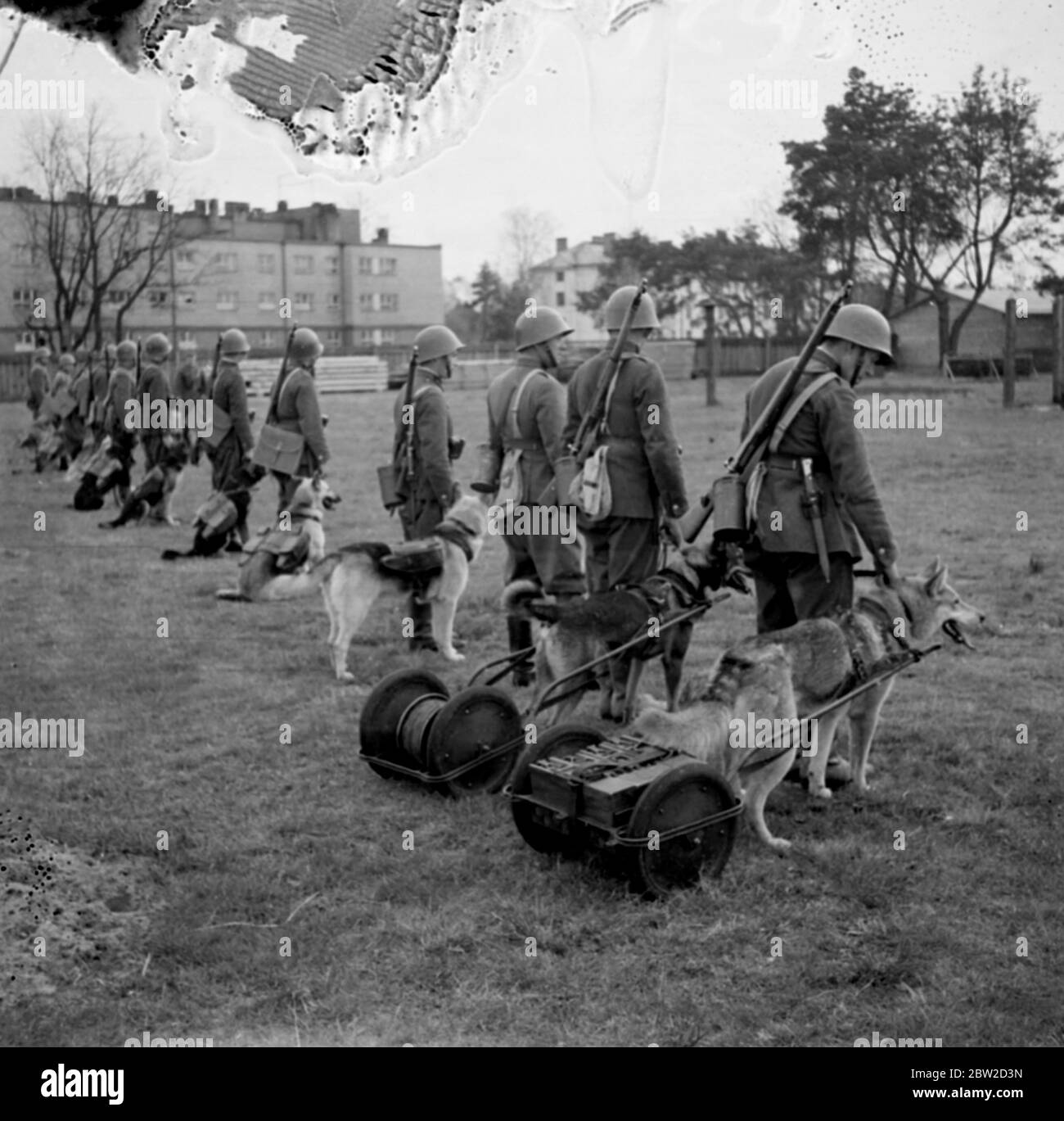 Malgré l'avance de la radio, les chiens sont encore entraînés par l'armée polonaise à jouer leur rôle dans la guerre. Principalement Alsaations et Airedales, les chiens reçoivent une formation de patients pendant plusieurs mois et ensuite envoyés avec les troupes. Attelés à de petits chariots, ils sont appris à porter des munitions et de la nourriture jusqu'aux lignes de front, à se démener avec des messages à travers des barbelés, et à porter des pigeons pour une utilisation dans des zones où même ils ne seraient pas en mesure de pénétrer. La section des signaux utilise également les chiens pour disposer ses fils téléphoniques. Leur tâche la plus dangereuse est peut-être de porter leurs charges vers le haut et d Banque D'Images