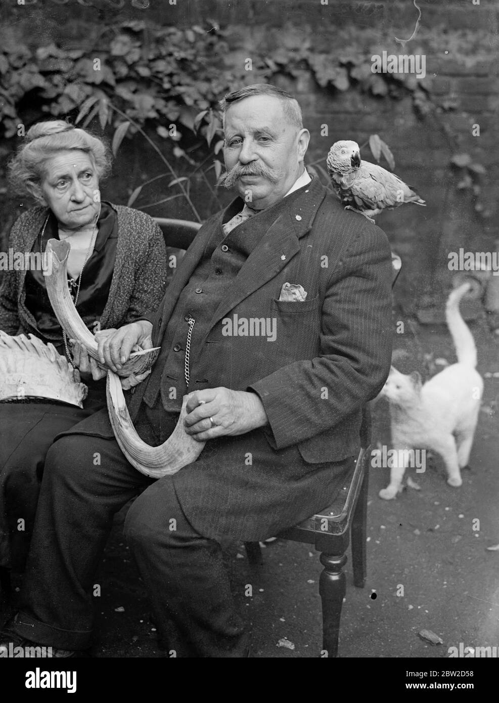 M. H Roberts, qui a été le gardien principal de l'Elephant House au zoo de Londres pendant 44 ans jusqu'en 1924, célèbre son mariage d'or avec sa femme à leur maison de Regent Park. L'expérience la plus passionnante de la longue carrière de M. Roberts a eu lieu il y a 25 ans, lorsque l'éléphant connu sous le nom de docteur Jim lui a frappé et lui a gradé son tronc. Photos : M. et Mme H Roberts avec un perroquet pour animaux de compagnie et certains trophées du zoo de M. Roberts dans leur maison de Regent's Park. 26 octobre 1938 Banque D'Images M. H Roberts, qui a été le gardien principal de l'Elephant House au zoo de Londres pendant 44 ans jusqu'en 1924, célèbre son mariage d'or avec sa femme à leur maison de Regent Park. L'expérience la plus passionnante de la longue carrière de M. Roberts a eu lieu il y a 25 ans, lorsque l'éléphant connu sous le nom de docteur Jim lui a frappé et lui a gradé son tronc. Photos : M. et Mme H Roberts avec un perroquet pour animaux de compagnie et certains trophées du zoo de M. Roberts dans leur maison de Regent's Park. 26 octobre 1938 Banque D'Images