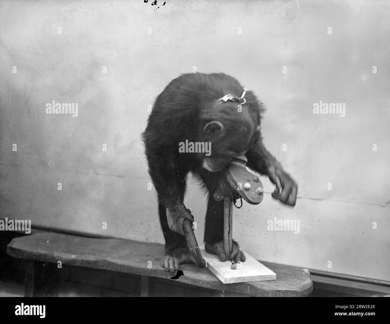 La saison de football a été officiellement inaugurée au zoo de Londres, où Peter, le chimpanzé, le fondateur du football dans le coin des animaux. 17 août 1937. Banque D'Images