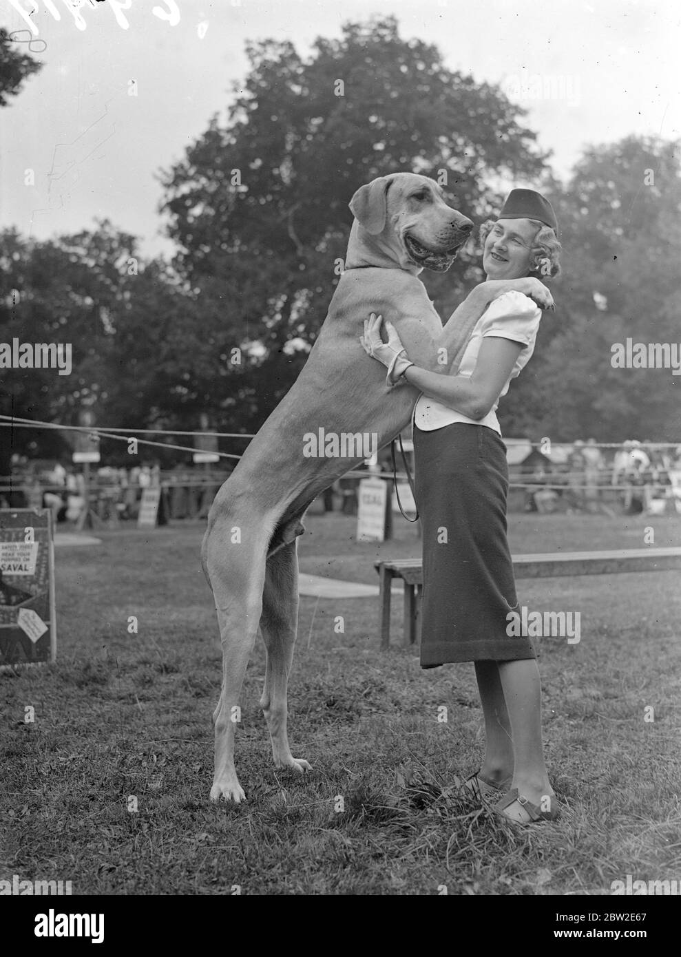 Mlle Isabel Plover et son grand chien Dane Alexander sont entrés dans la section du bétail à la 64ème exposition annuelle de la Sandy place, Bedfordshire, de la Société florale et horticole de Sandy et District. 26 août 1937 Banque D'Images