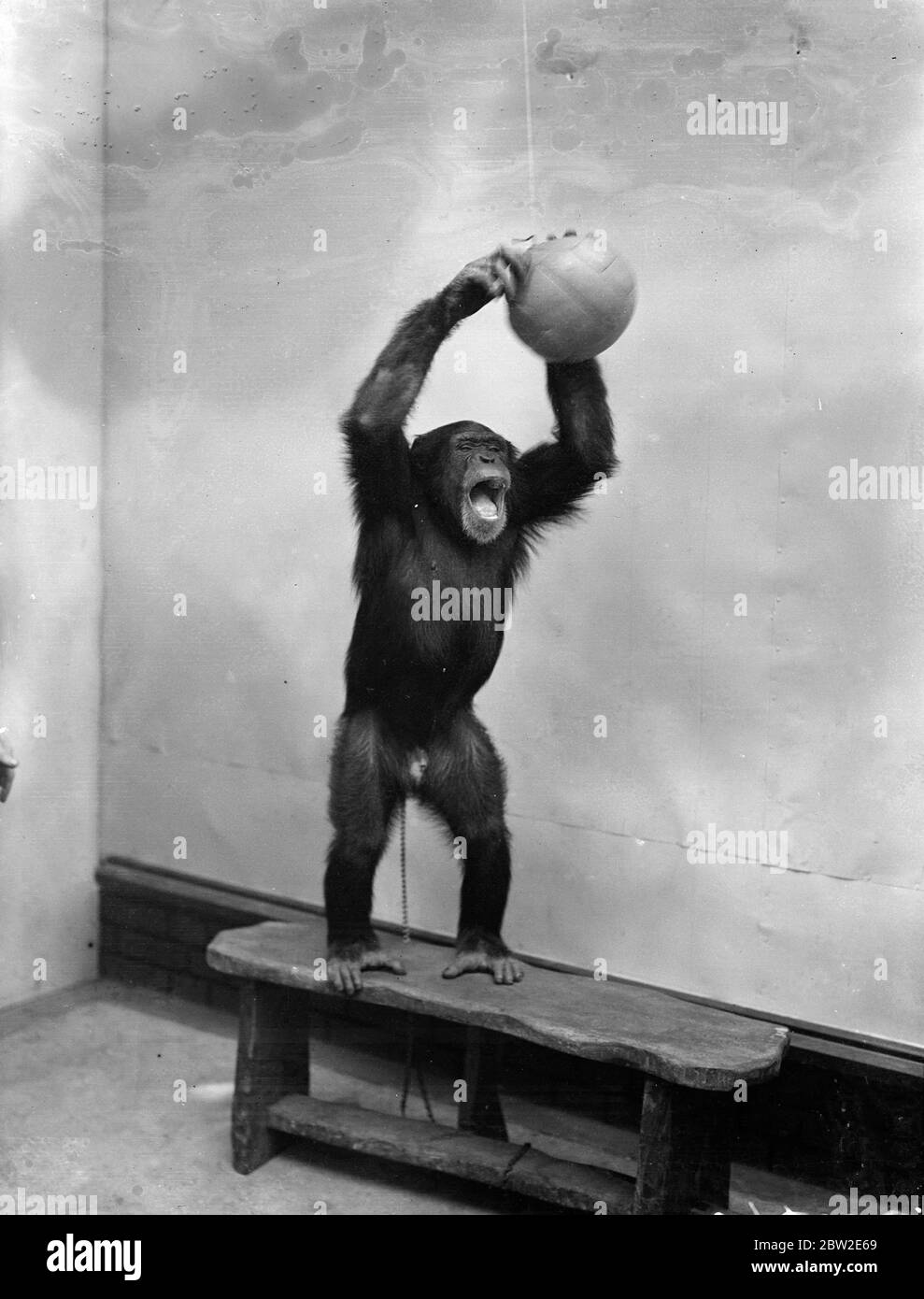 La saison de football a été officiellement inaugurée au zoo de Londres, où Peter, le chimpanzé, le fondateur du football dans le coin des animaux. Peter s'est lancé. 17 août 1937. Banque D'Images