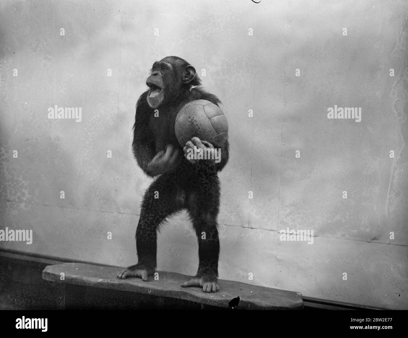 La saison de football a été officiellement inaugurée au zoo de Londres, où Peter, le chimpanzé, le fondateur du football dans le coin des animaux. Peter donne un cours sur les tactiques. 17 août 1937. Banque D'Images