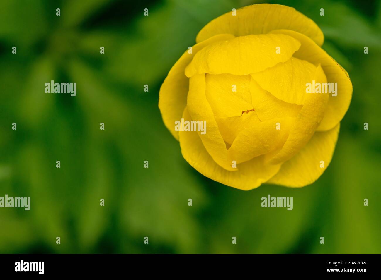 Fleur de globeflower dorée sur un pré vert de près. Trollius europaeus Banque D'Images