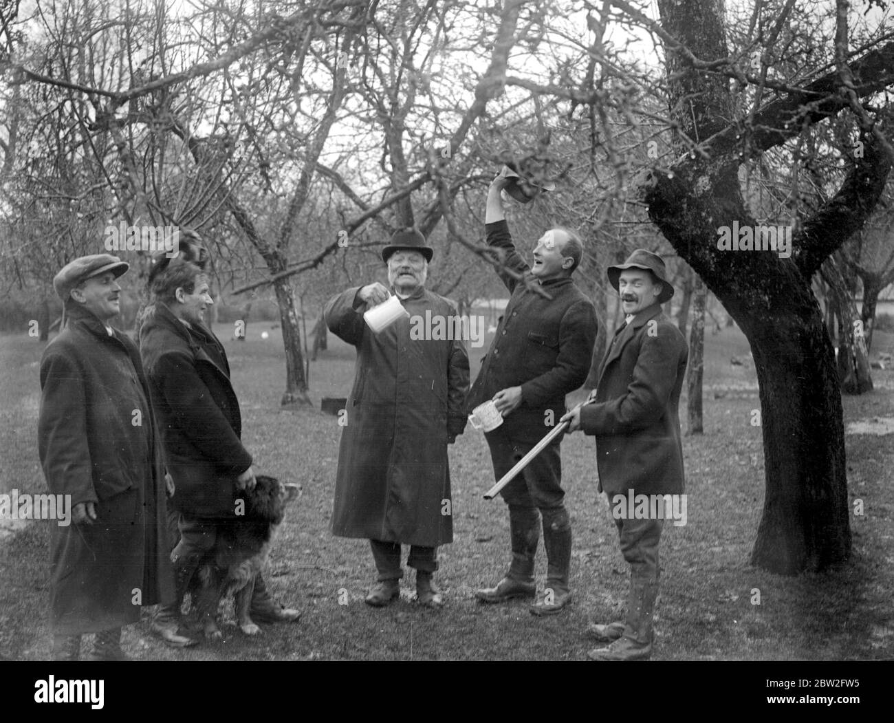 Le wassailing de l'arbre - UN Devon Custom . [pas de date] Banque D'Images