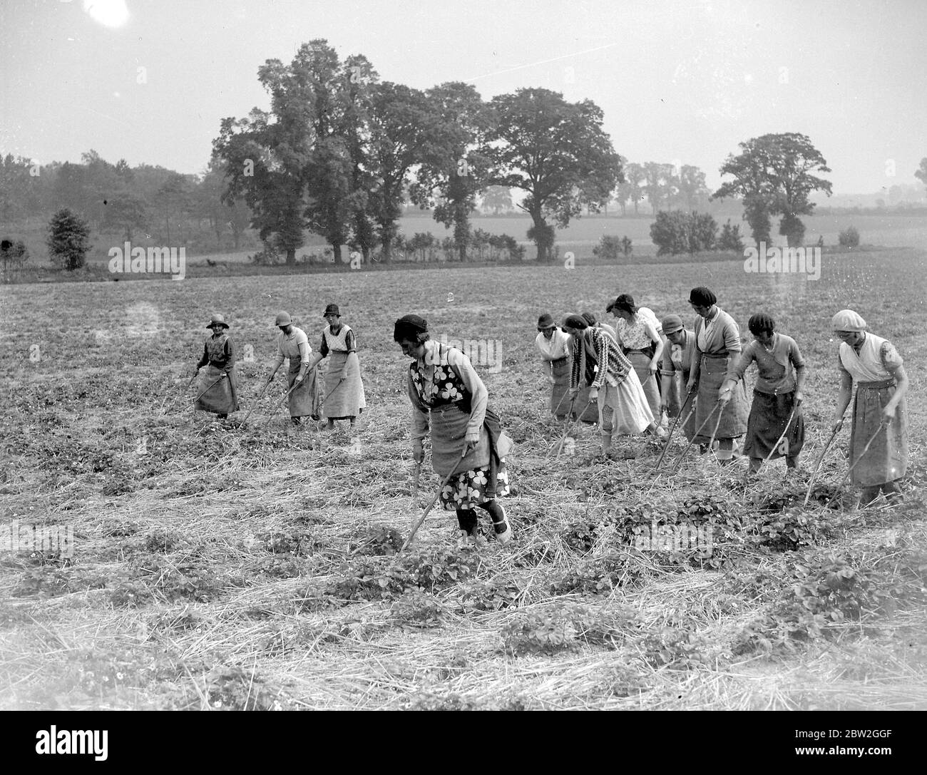 Culture de fraises. 1934 Banque D'Images