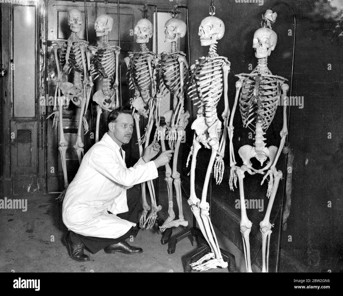 Une industrie peu connue de Londres est l'importation de squelettes de France . Ils sont achetés par des écoles d'art et de médecine . Un bon spécimen récupère de douze à vingt guineas . M. Rouilly ( Adams, Rouilly et Co ) et quelques spécimens . 8 décembre 1931 Banque D'Images