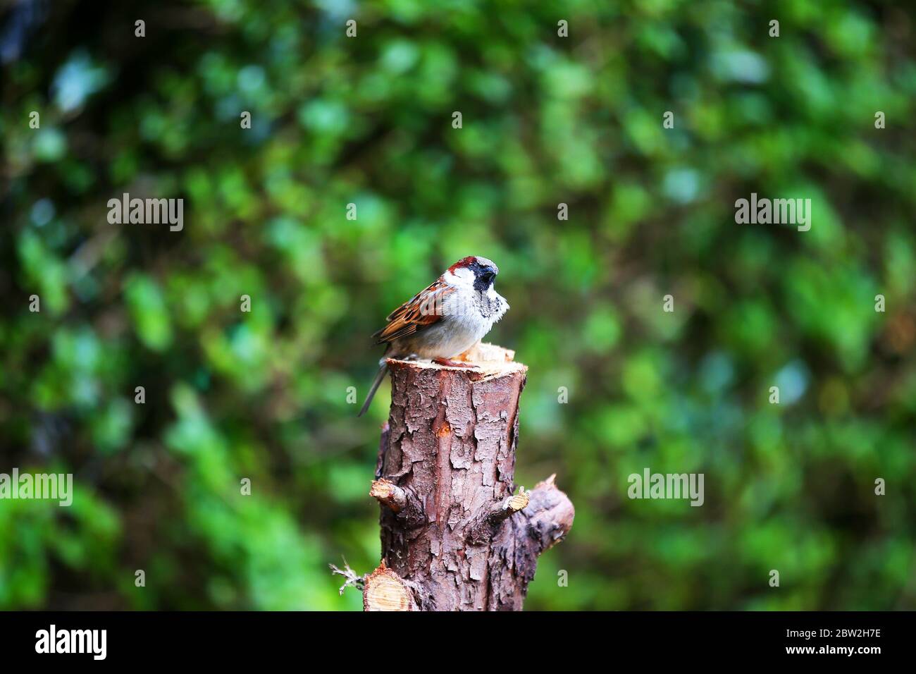 Un Bruant de maison perché sur un tronc d'arbre dans un jardin à l'arrière à Belfast est, Irlande du Nord. Banque D'Images