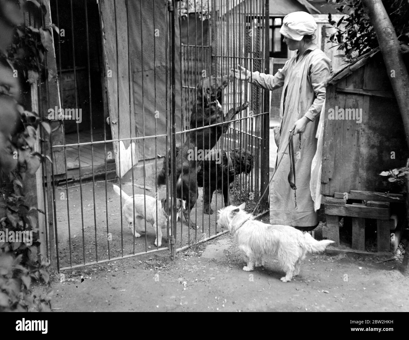 Hôtel pour chiens à Blackheath, près de Colchester. 5 juin 1919 Banque D'Images