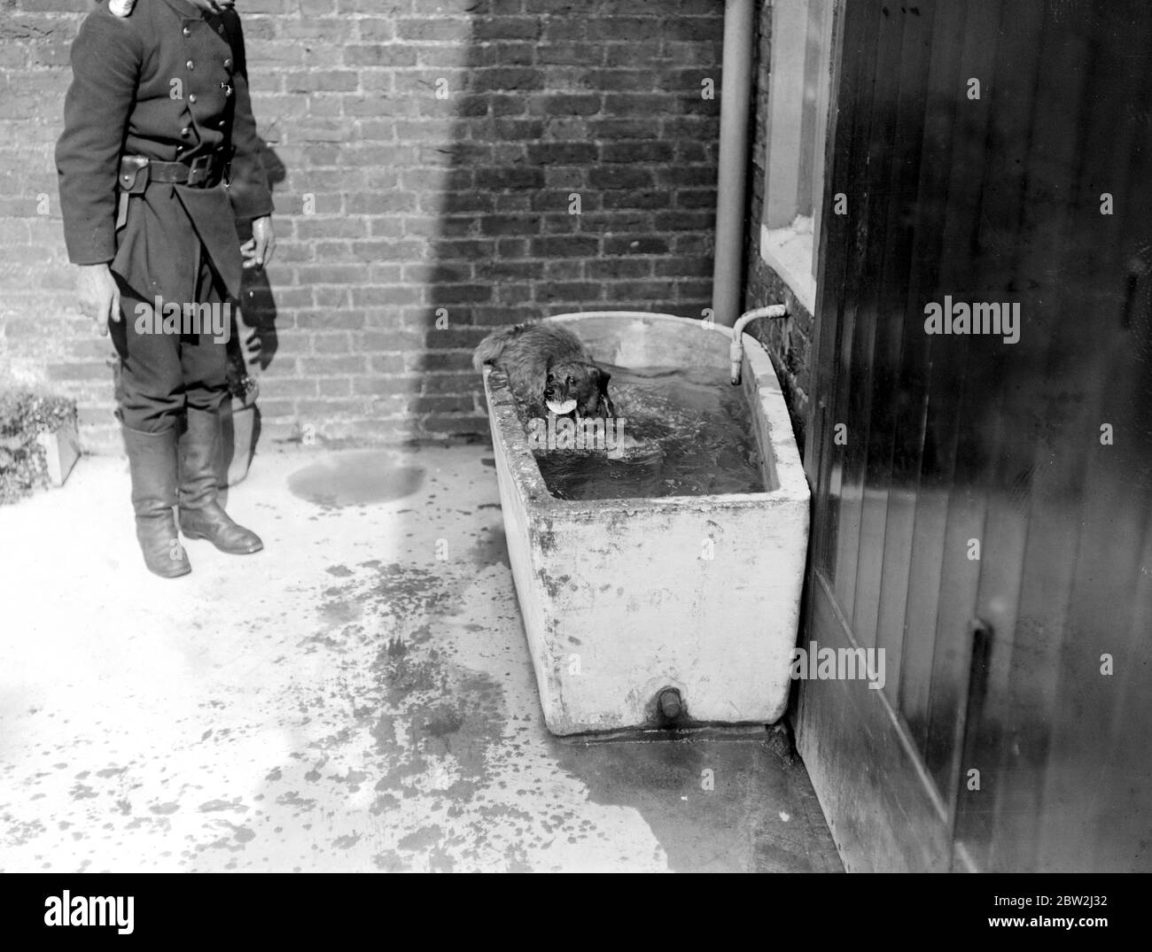 Bob le chien de lutte contre le feu de la brigade de feu de Surbiton. 23 août 1916 Banque D'Images