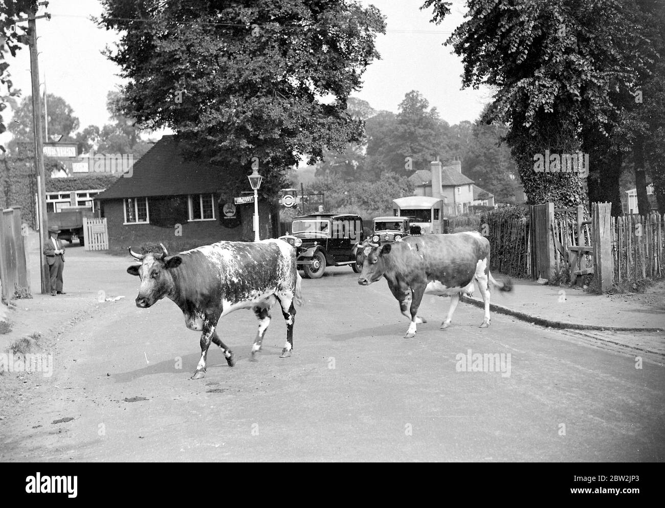 Trafic d'attente par des vaches traversant une route à Chislehurst, Kent. 1934 Banque D'Images