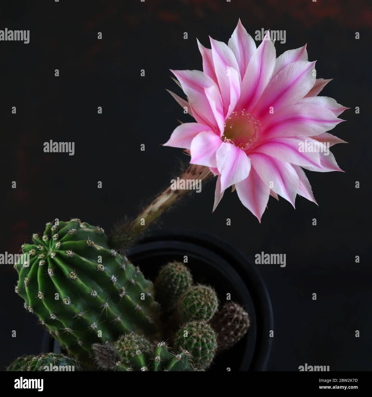 Cactus de Lily de Pâques avec fleur (Echinopsis oxygona) isolé sur fond sombre. Copier l'espace. Gros plan. Banque D'Images