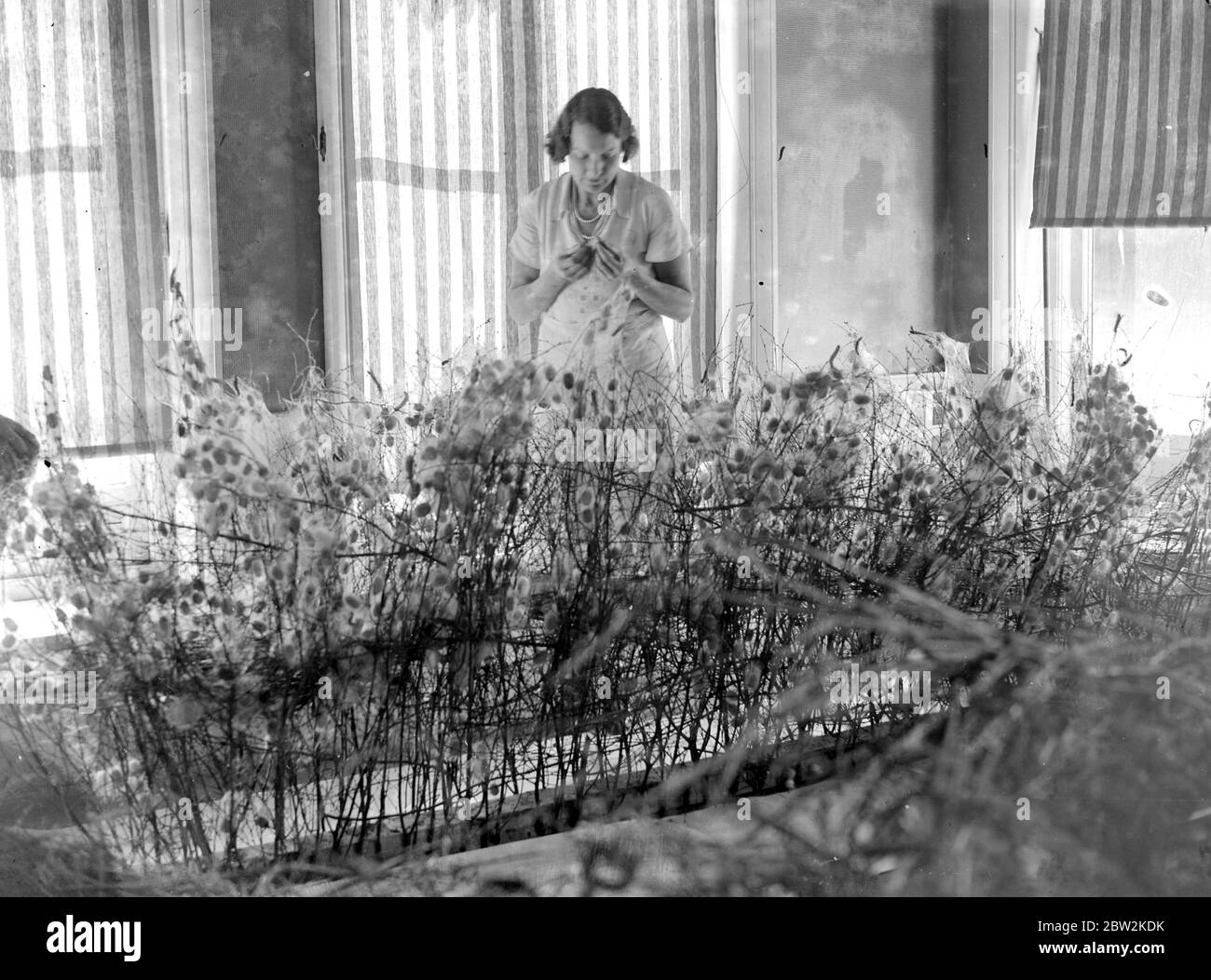 Lady Hart Dyke et ses vers de soie. Lady Hart Dyke a commencé une ferme de vers à soie au château de Lullingstone, près d'Eynsford, dans le Kent . 1934 Banque D'Images