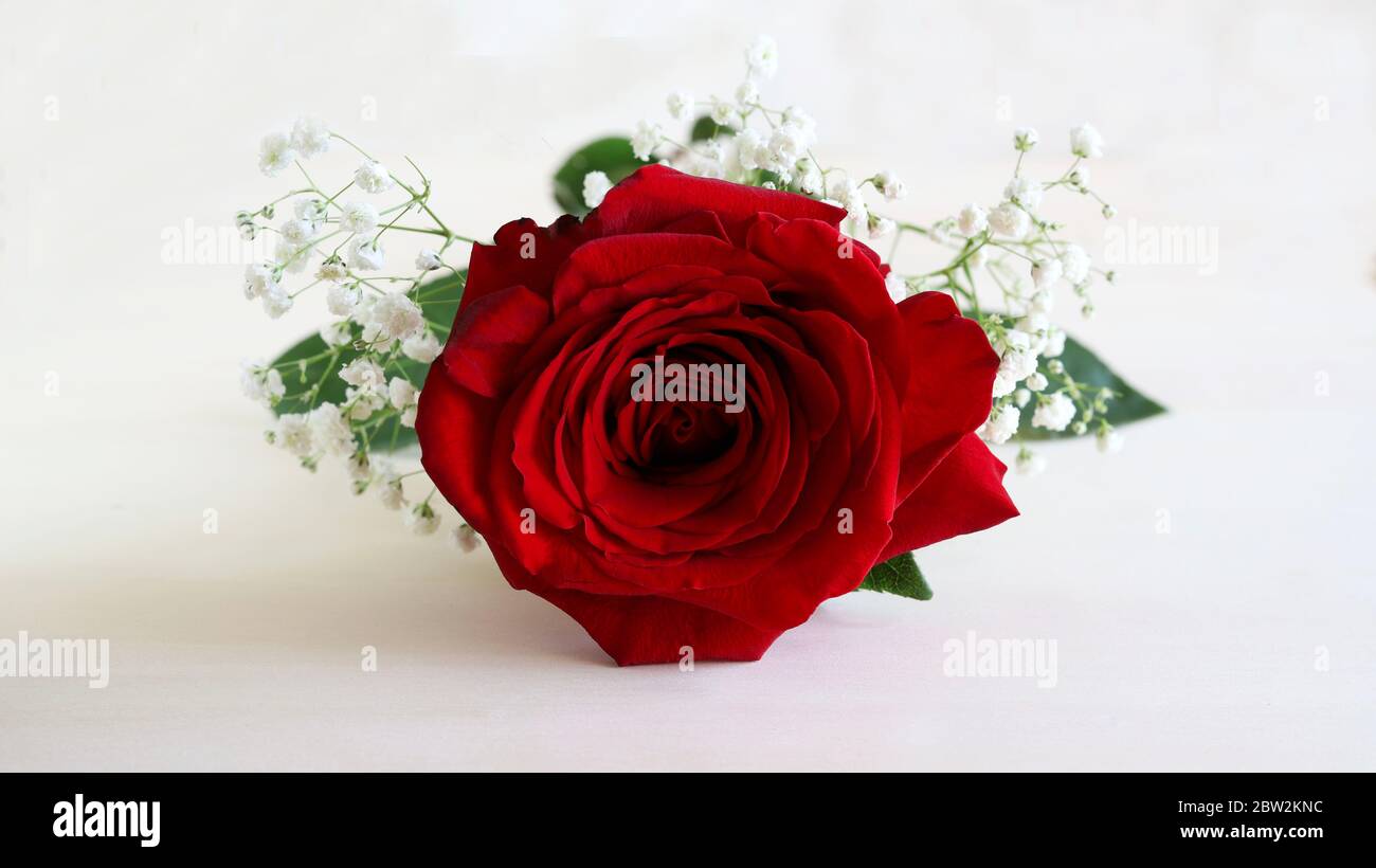 Composition avec rose rouge isolée sur fond blanc. Vue de dessus. Banque D'Images