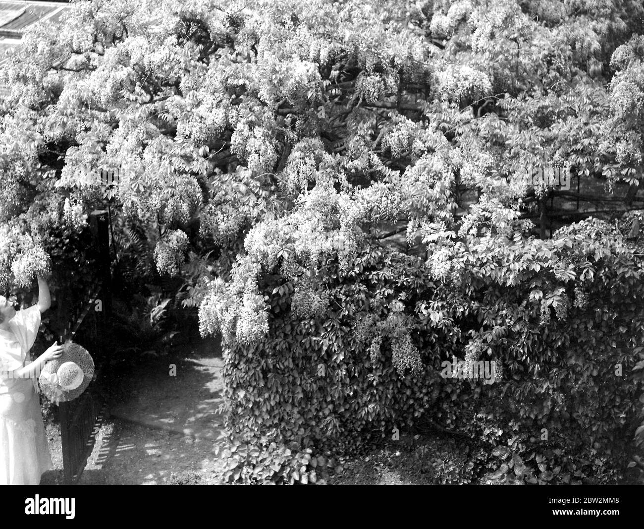 Old Wisteria, Eddlemann à Chislehurst, Kent. 1934 Banque D'Images