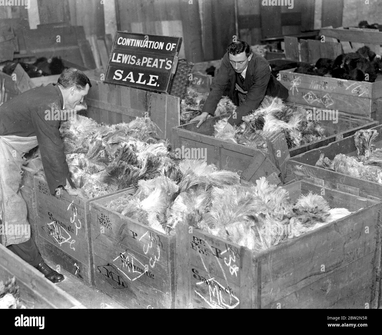 Â€170,000 valeur de plumes . Dans Mincing Lane, il y aura des discussions de White Spads Byokis et Boos , comme l'une des ventes de plumes rares se produit et les acheteurs de toute l'Europe et l'Amérique seront à Londres pour obtenir des fournitures . Les plumes sont photographiées dans les entrepôts de l'autorité du port de Londres . Les plumes d'autruche d'une beauté exceptionnelle ont tiré jusqu'à 5 $ l'once . Déballage sone des 3,800 caisses de plumes . Plumes d'autruche en exposition prêtes pour l'inspection de Valuer . Une cascade de beauté, autruche plumes 20ins long . [pas de date] Banque D'Images