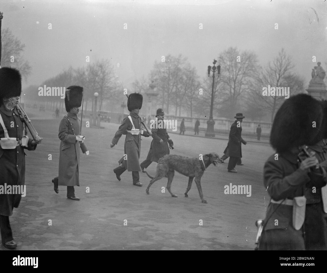 Irish Guards Mascot saute de la voiture pour suivre les couleurs . Quand les gardes irlandais ont quitté Buckingham Palace après des tâches spéciales leur chien mascotte , qui était conduit , passé a entendu le son du groupe et a bondu de la voiture dans laquelle il a été à cheval et a suivi les couleurs . La mascotte de chien qui dirige le régiment alors qu'ils quittèrent le palais . 23 février 1932 30, 30, 30, 30, 30, 30, 30, 30, 30 Banque D'Images