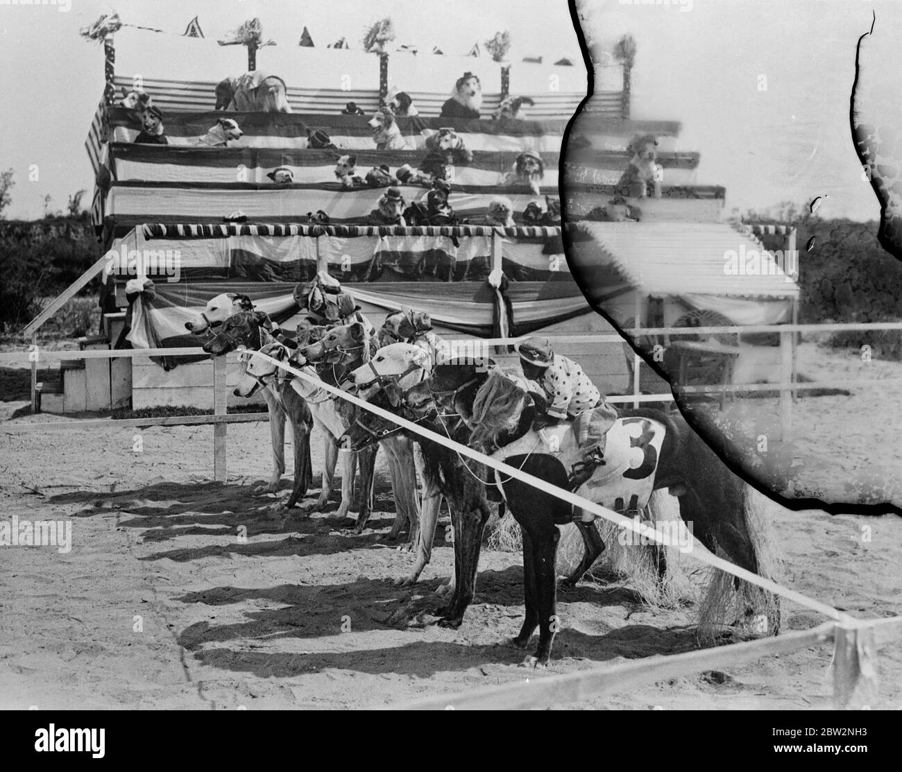 Courses hippiques par chiens à Hollywood . Une course de chevaux, dirigée par des chiens avec des singes, a eu lieu à Hollywood . Les chiens remplissaient les tribunes et les juges , les minuteurs , les entrées et même les préposés étaient des chiens . La photo montre , la scène au début . 9 avril 1934 . Banque D'Images