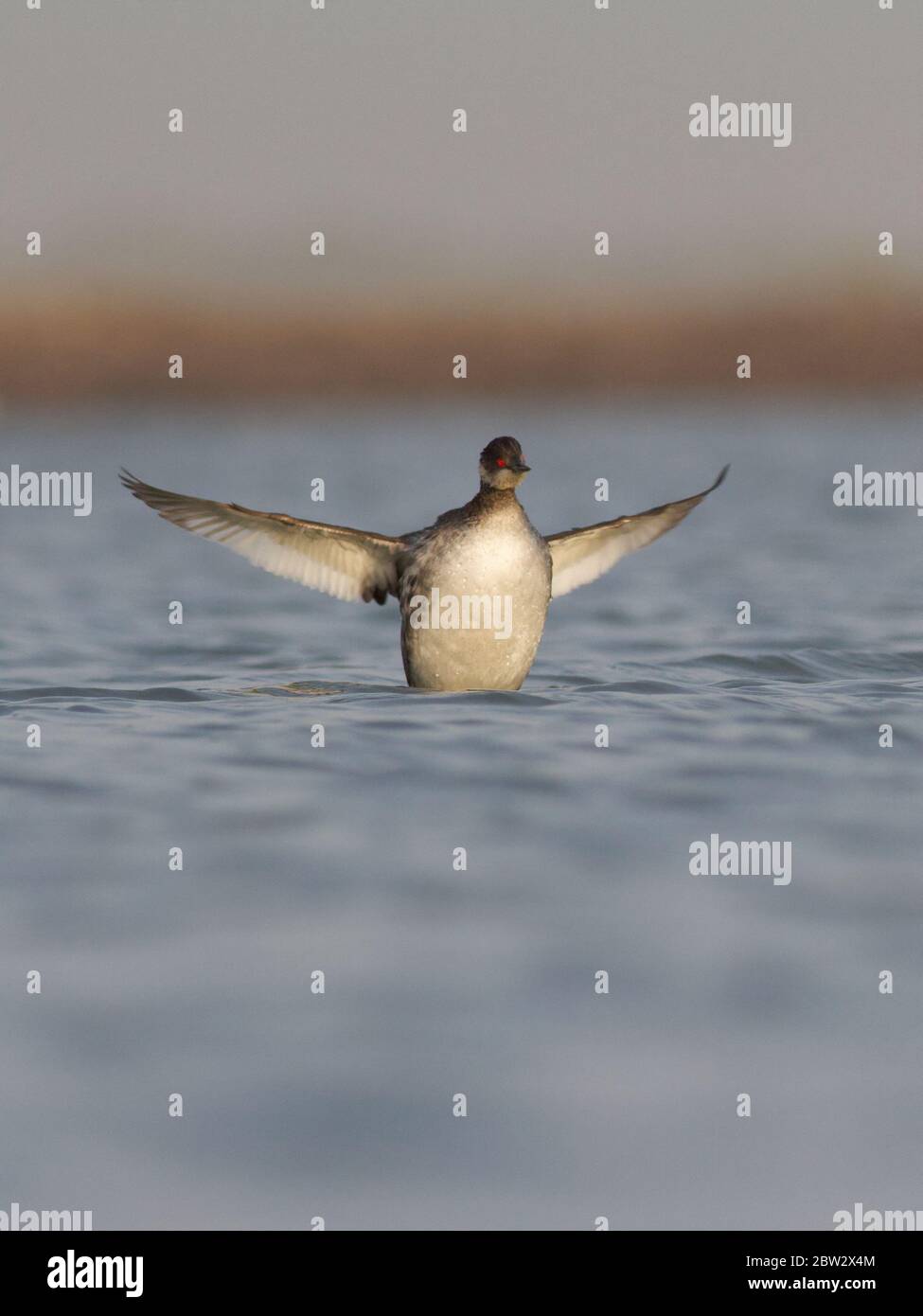 Grebe à col noir (Podiceps nigricollis) à Narara, Parc national marin, Jamnagar, Gujarat, Inde Banque D'Images