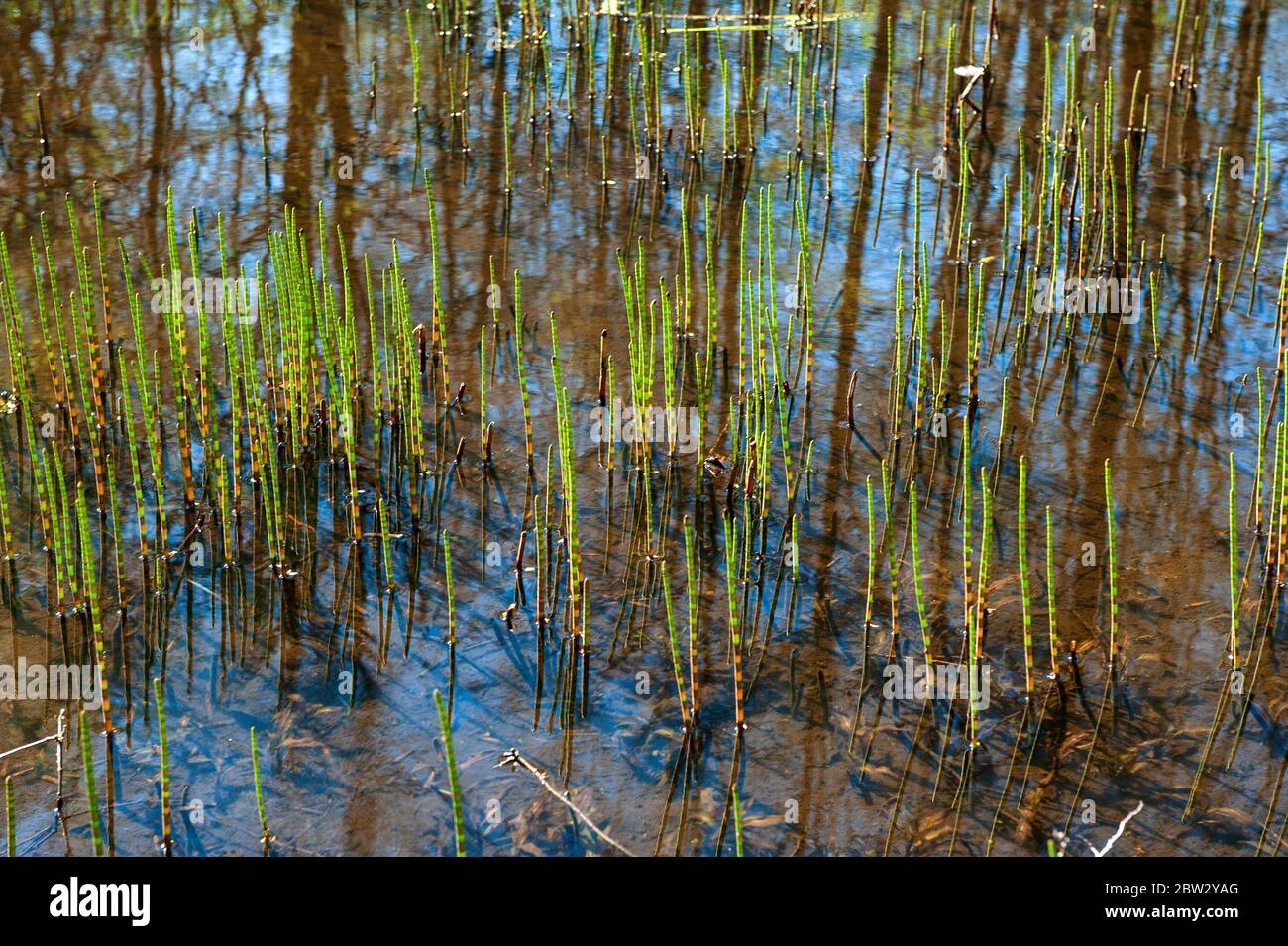 herbe marécageuse verte (roseau) dans l'eau avec reflets du ciel Banque D'Images