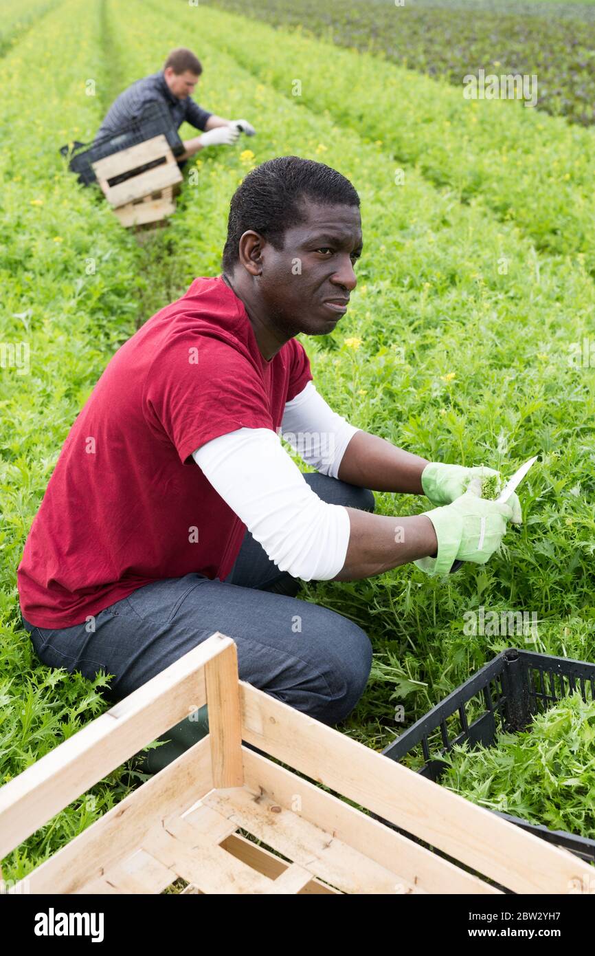 Travailleur afro-américain récoltant du mizuna vert (Brassica rapa nipposinica laciniata) dans le jardin Banque D'Images