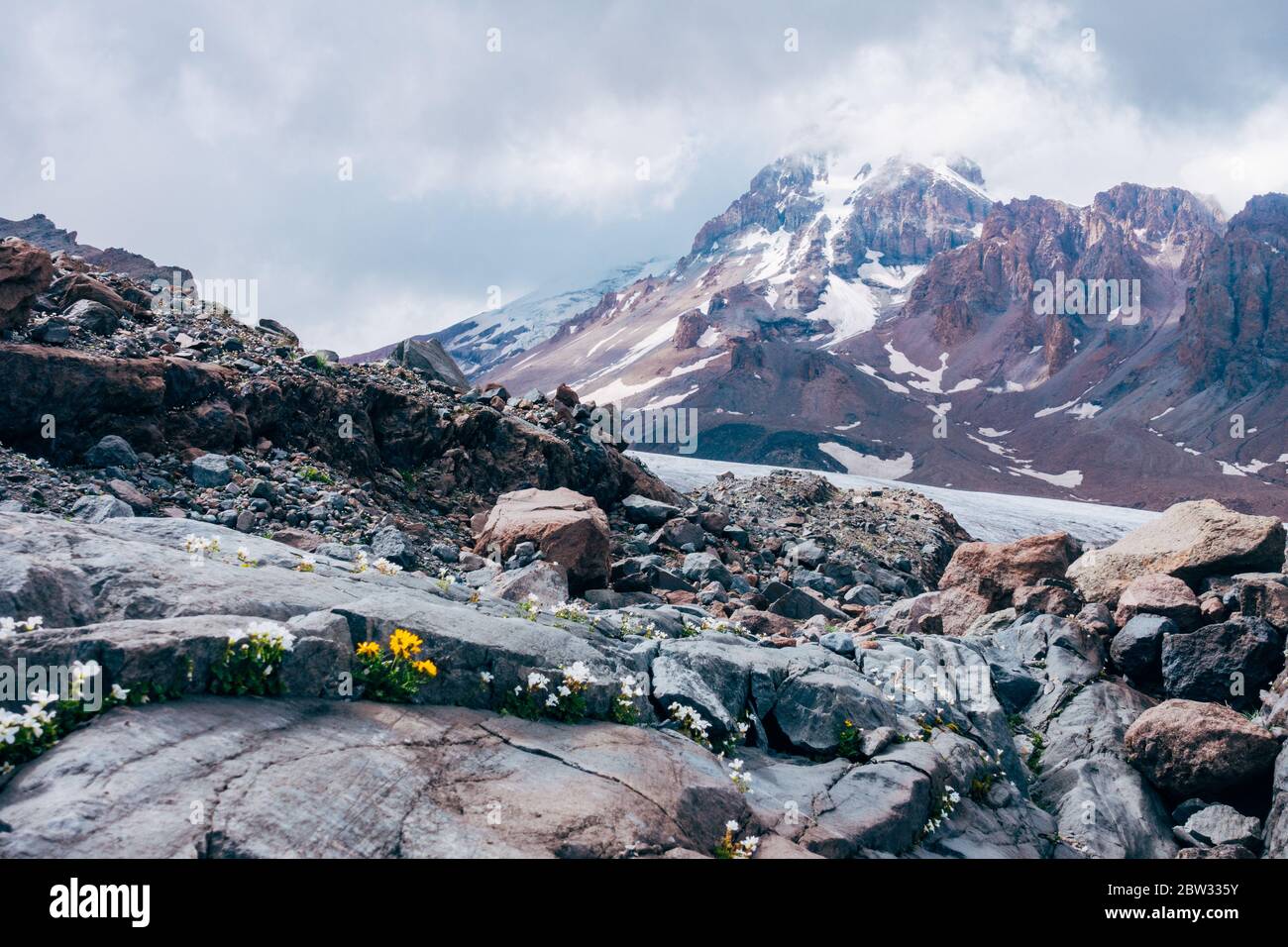 Les fleurs alpines poussent entre les rochers du mont Kazbek, dans les montagnes du Caucase, dans le nord de la Géorgie Banque D'Images