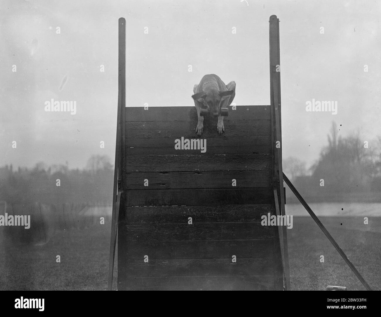 Les grands danois sont à l'essai au Crystal Palace . Champion Ulana de SEND , un grand Dane , se récupérant sur une clôture pendant les essais de chien au Crystal Palace . Londres . 22 mars 1932 Banque D'Images