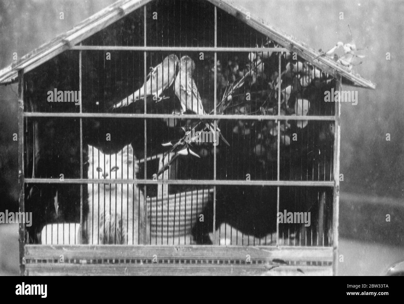 Chaton dans une cage avec deux oiseaux d'amour . 1932 Banque D'Images