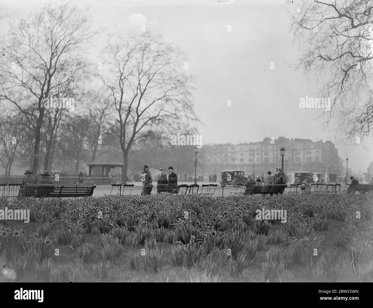 Hochant la tête en danse avec raison . C'est un temps affodile dans les parcs de Londres et il y a un beau spectacle des fleurs dorées de Hyde Park . Jonquilles d'or à Hyde Park , Londres . 31 mars 1932 Banque D'Images